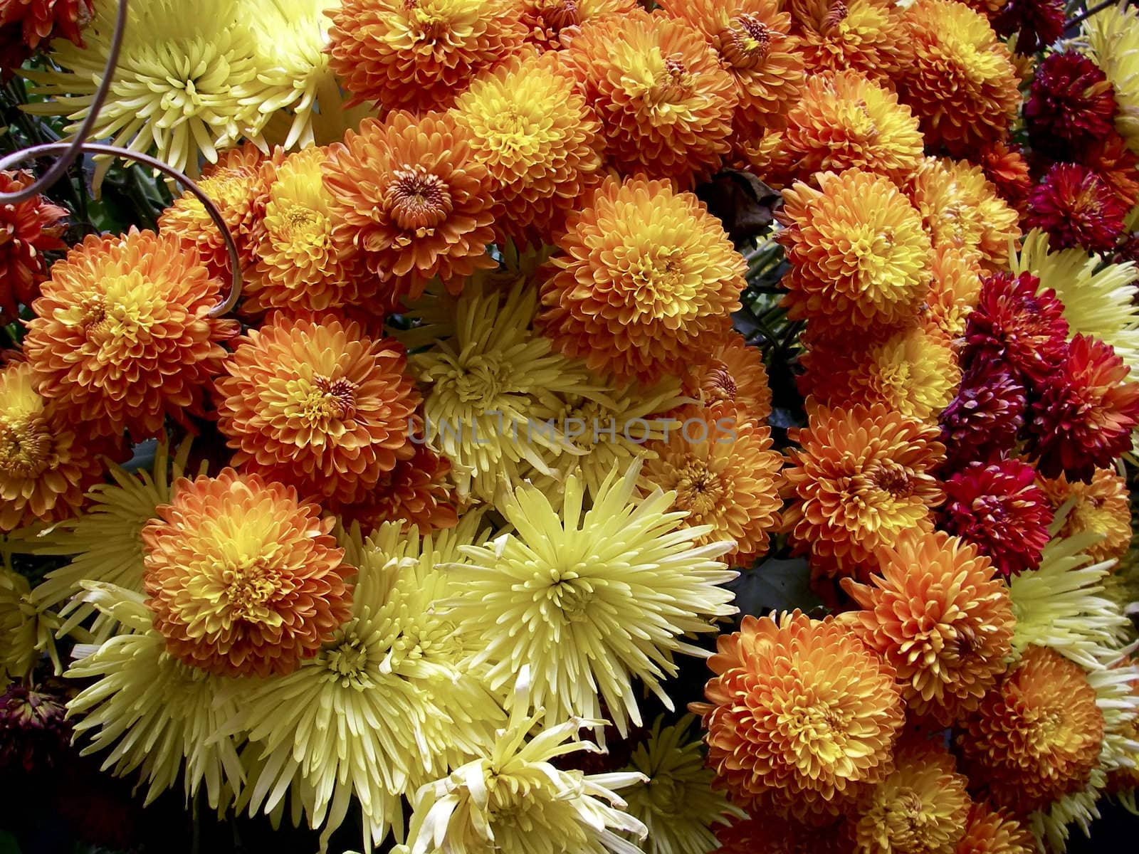 Yellow orange and red Chrysanthemum bouquet found in Peru