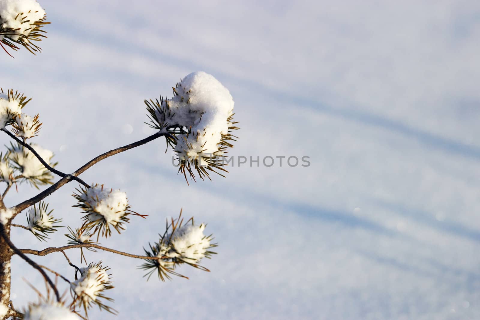 Small fur-tree in snow on a blue background