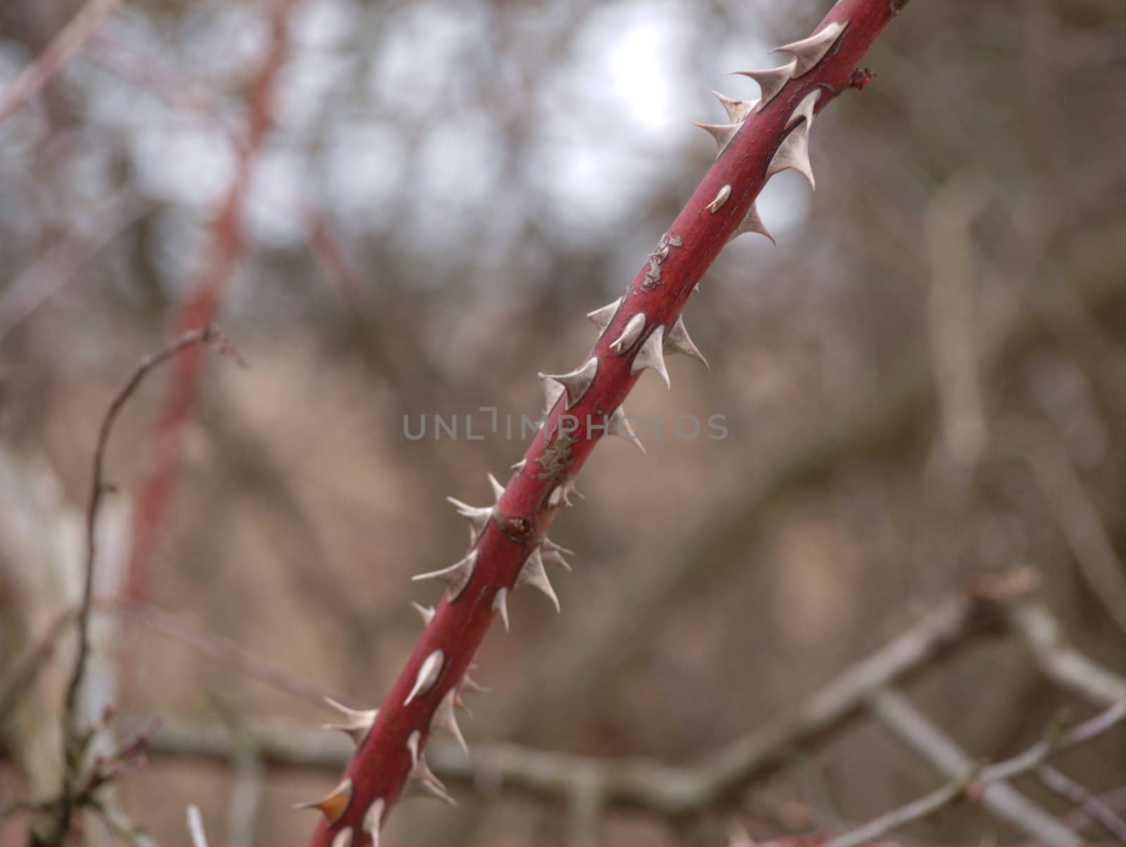 Rosa Canina, the rod with thorns