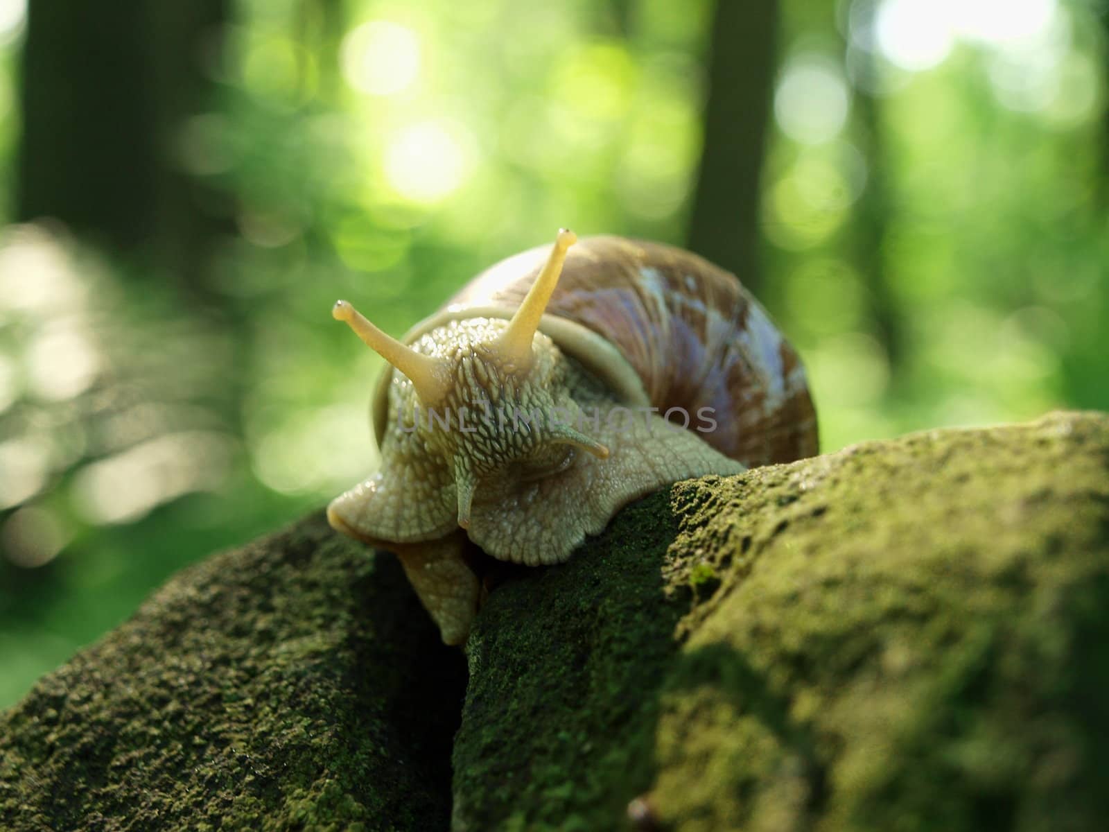 snail by renales