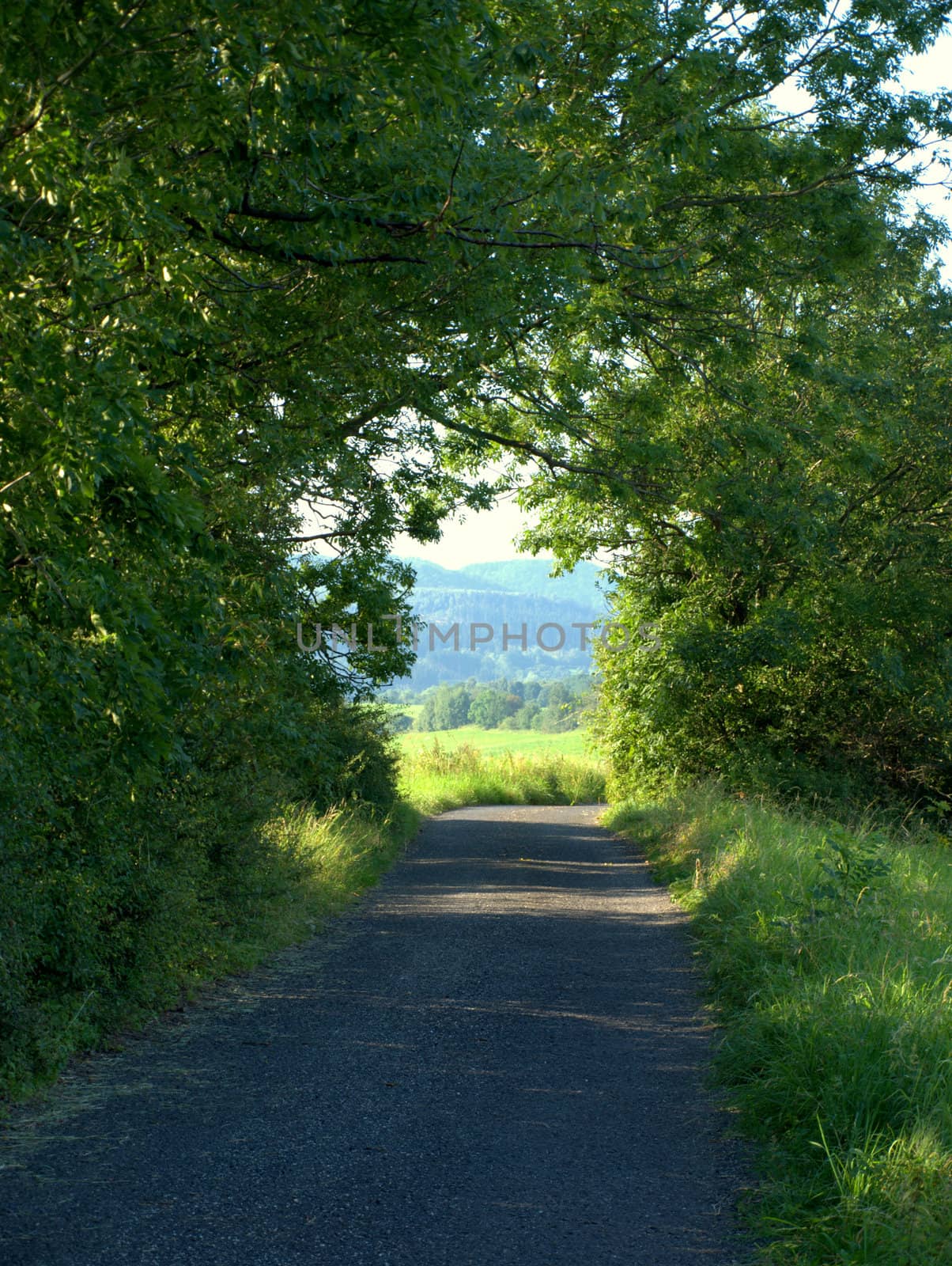the road and green trees