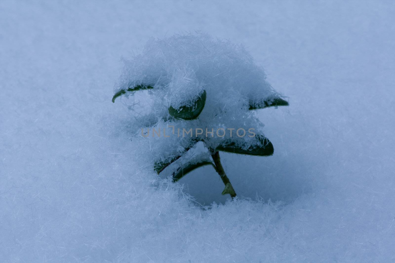 Plant covered with snow