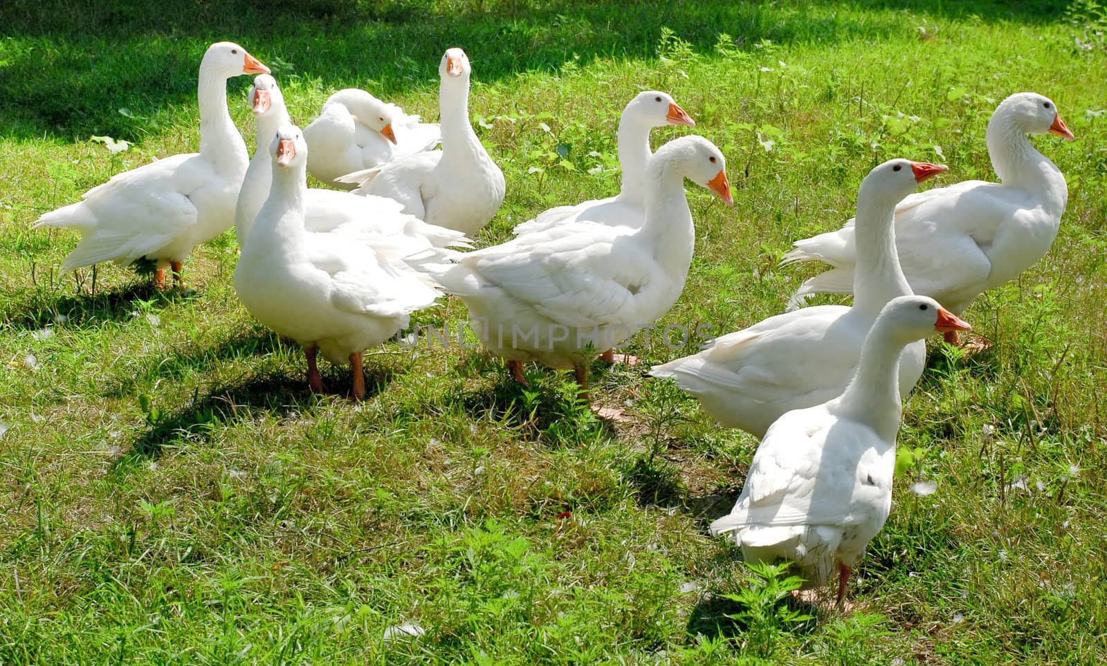 Ten beautiful white geese on green grass