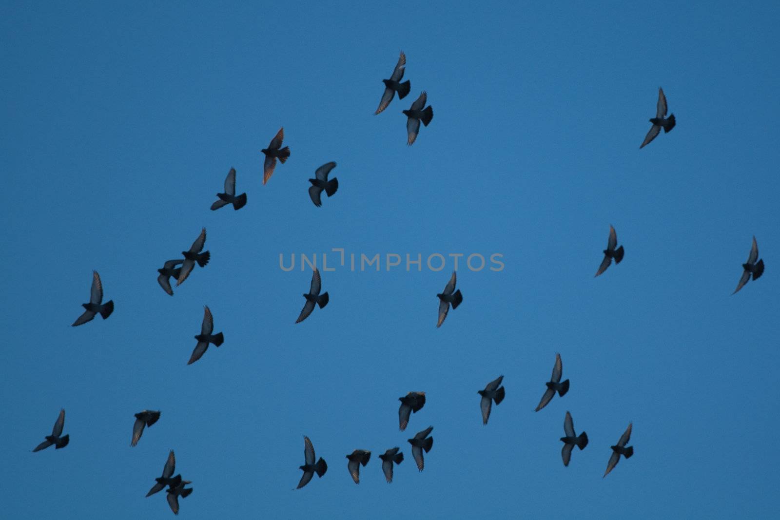 Pigeons in sky