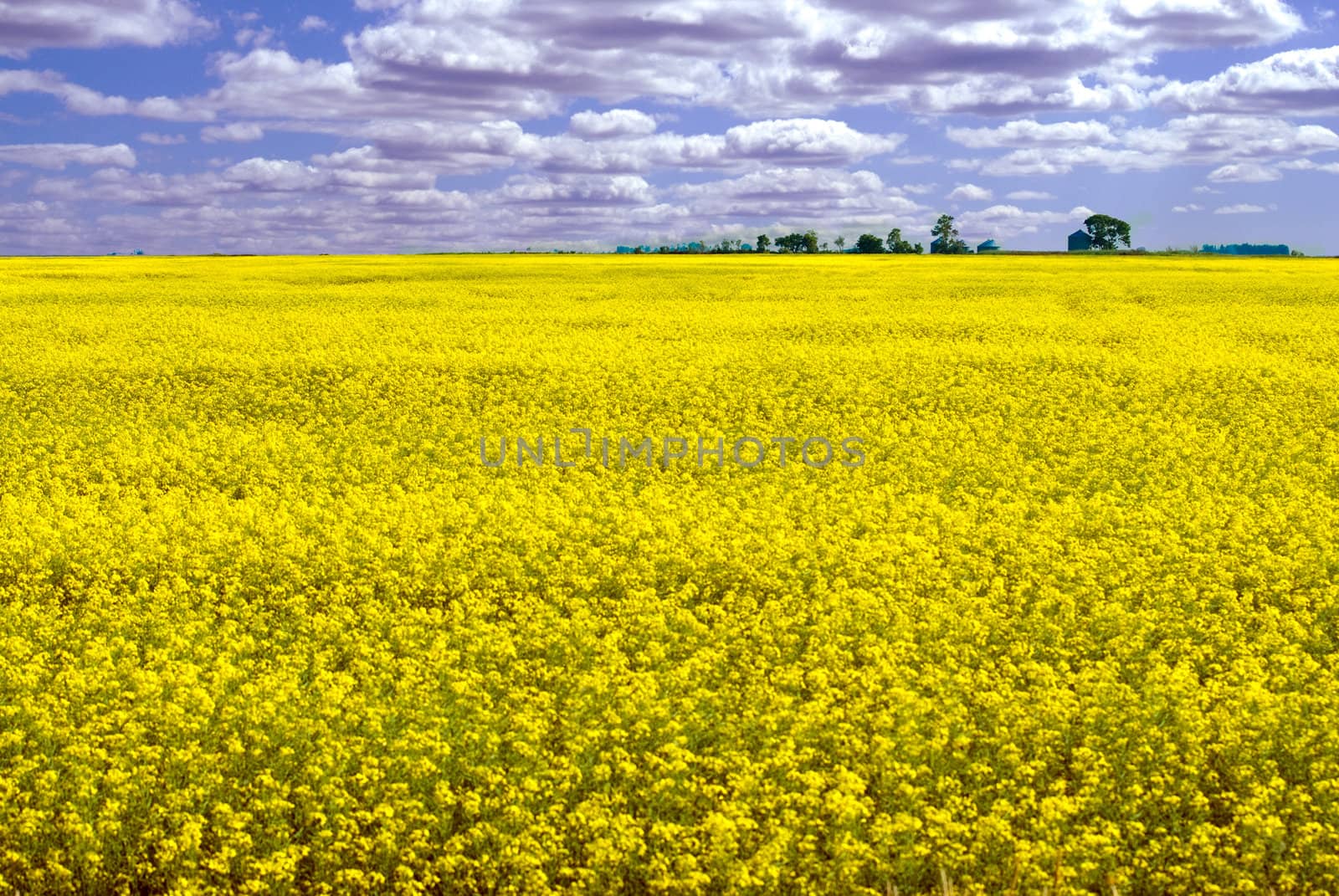 Landscape of a canola field on a partly cloudy day with lots of room for copyspace