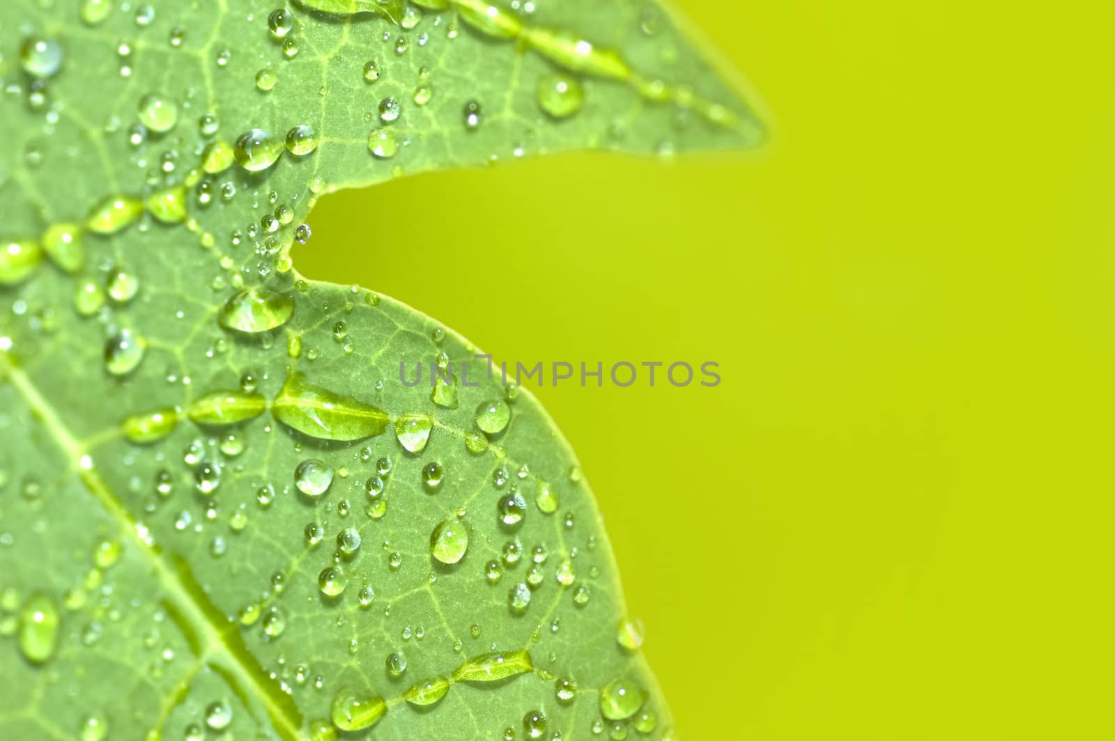 Dew on leaf by szefei