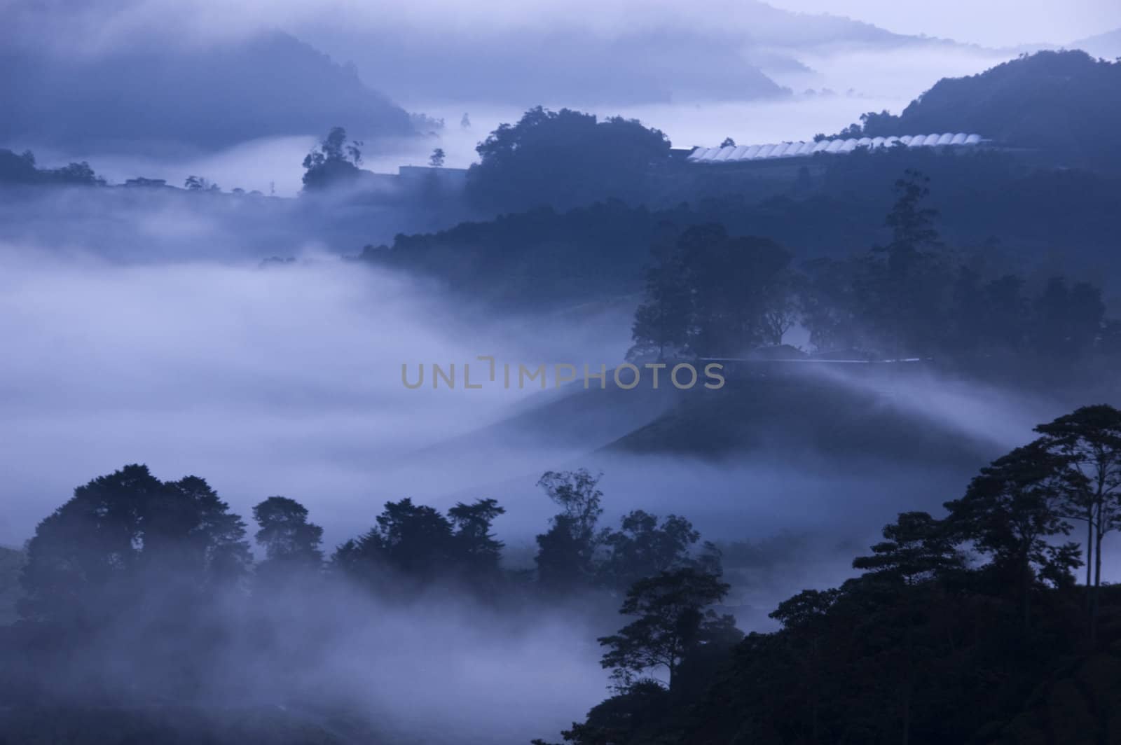 Tea Plantations at Cameron Highlands Malaysia. Sunrise in early morning with fog.