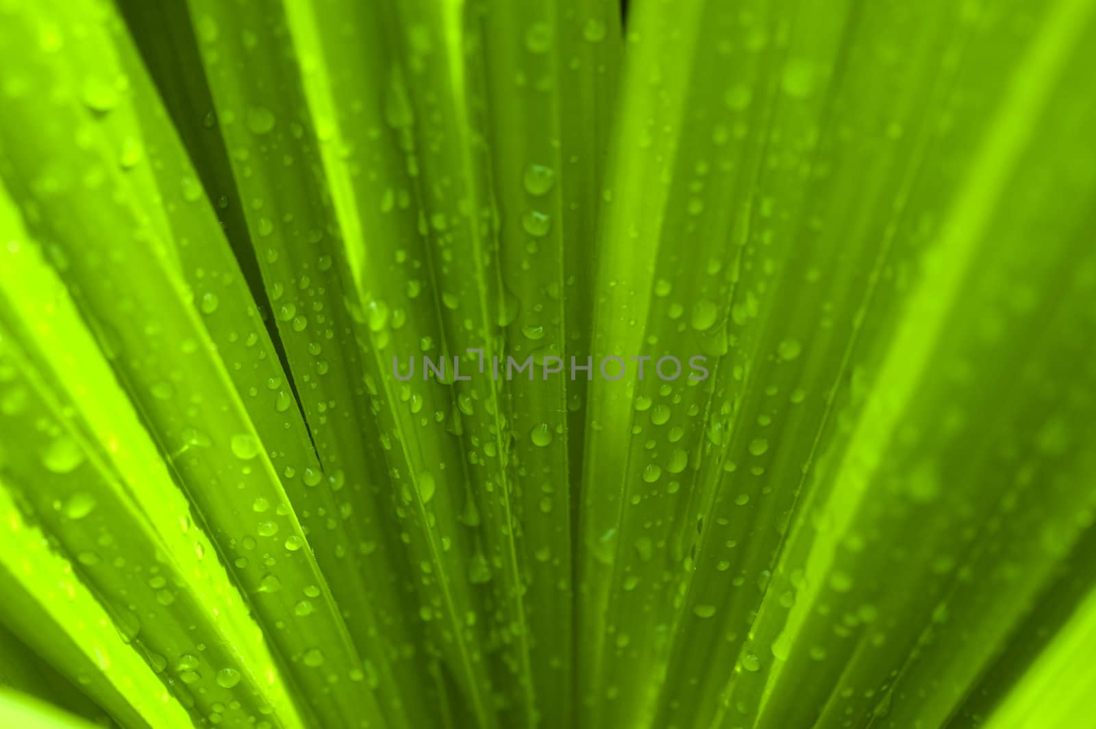 Waterdrop on a green palm leaf after rain 
