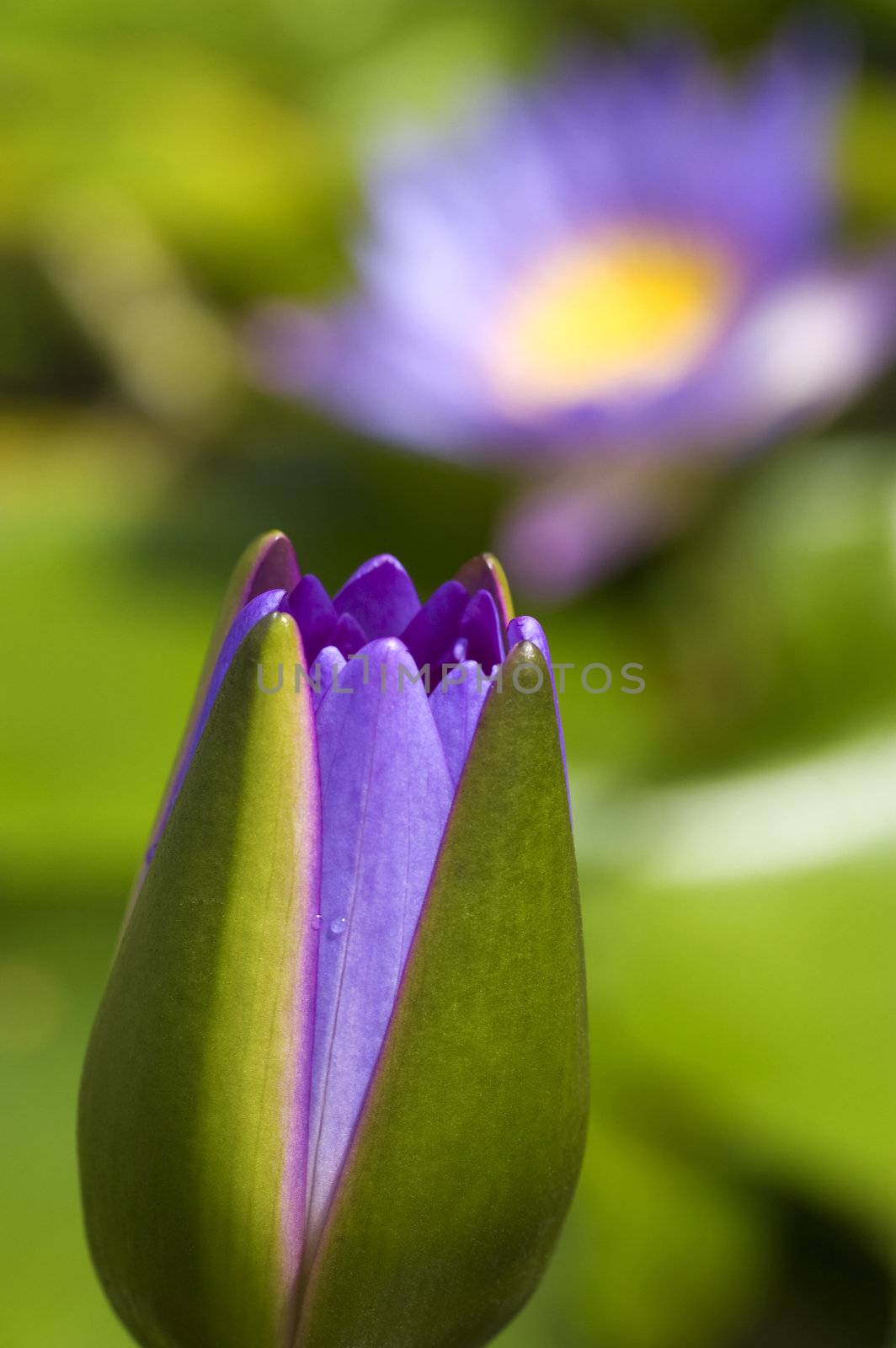 Close up of purple water lily bud.