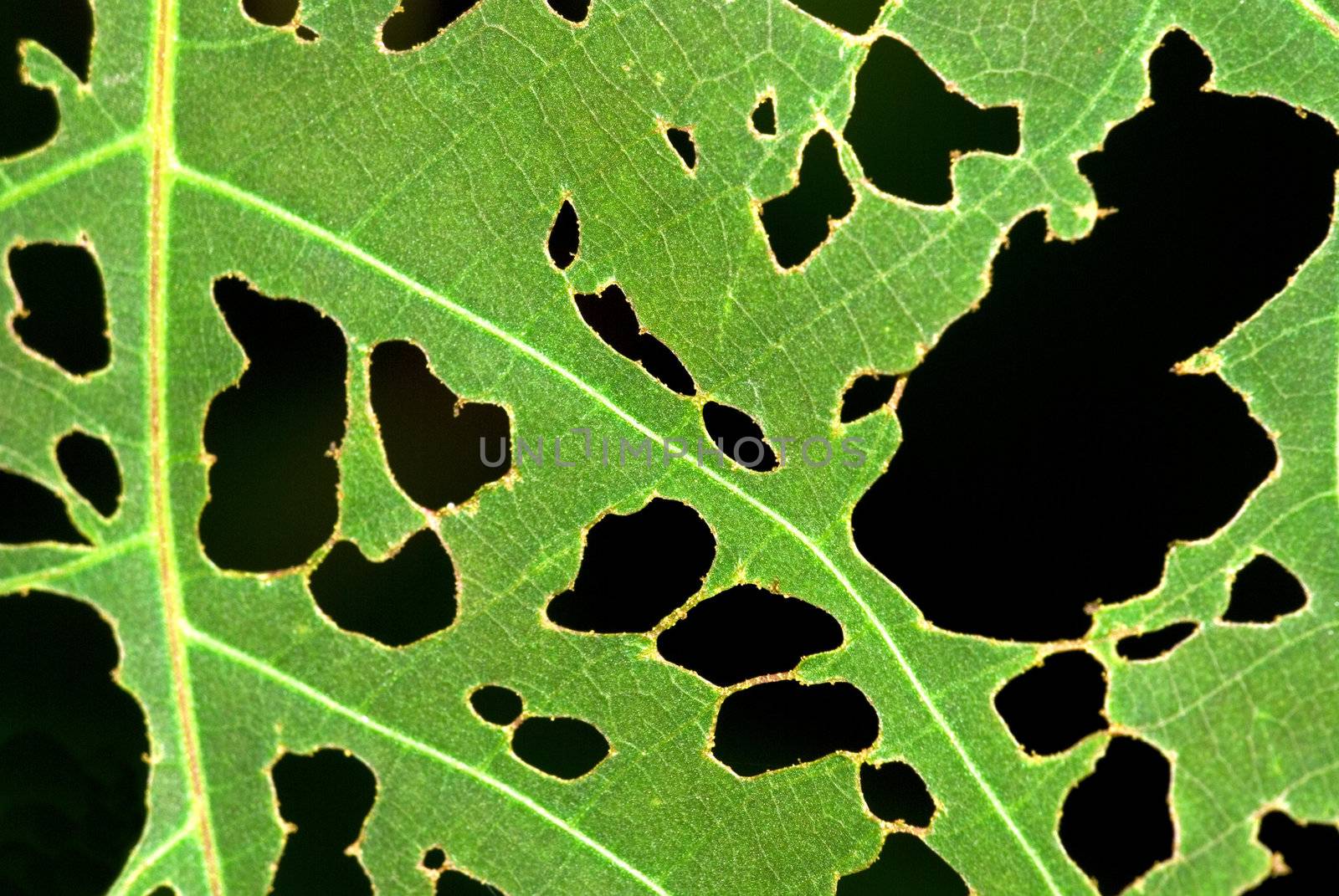 Leaf with holes, eaten by pests.