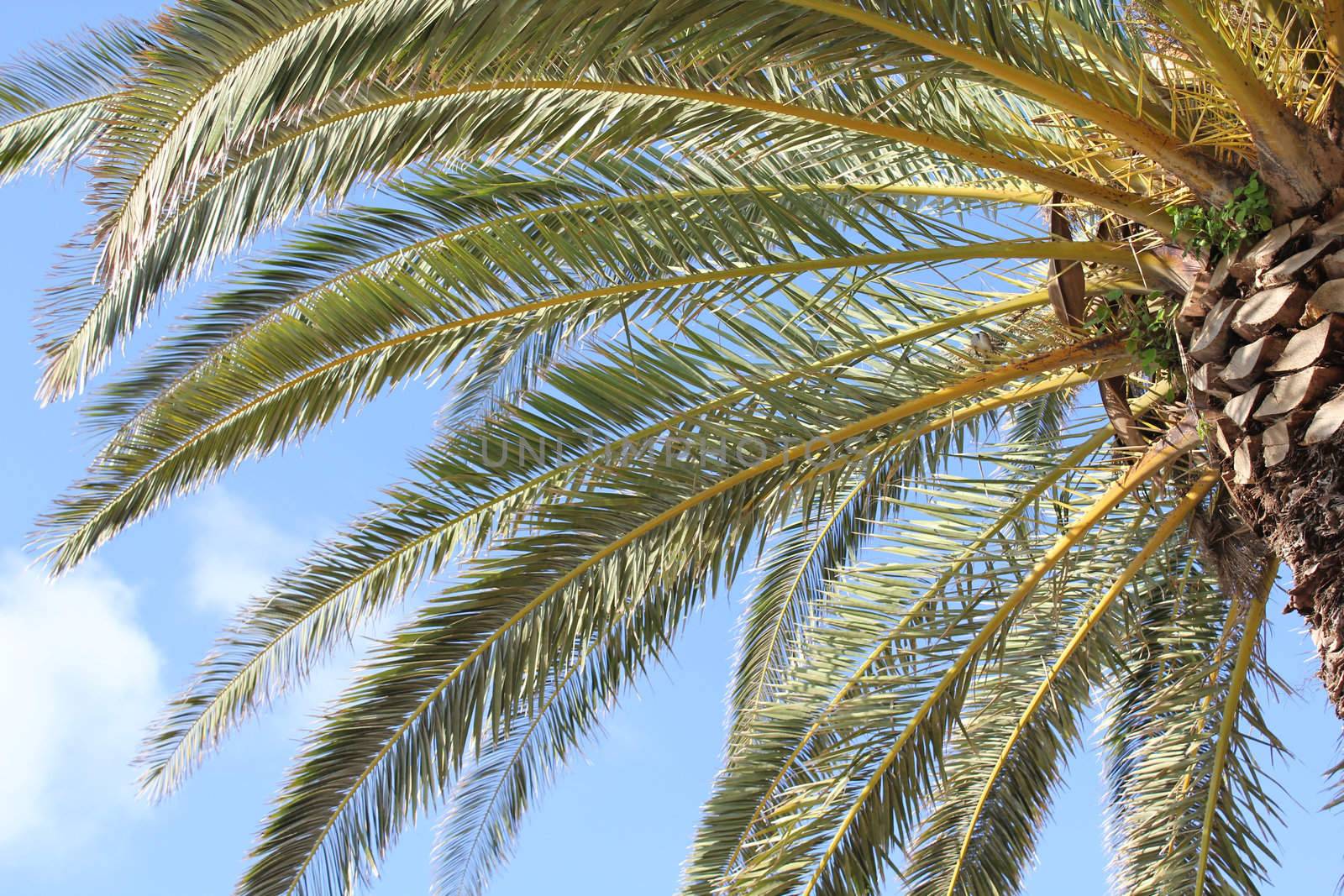 looking up at a palm tree and it's majestic branches