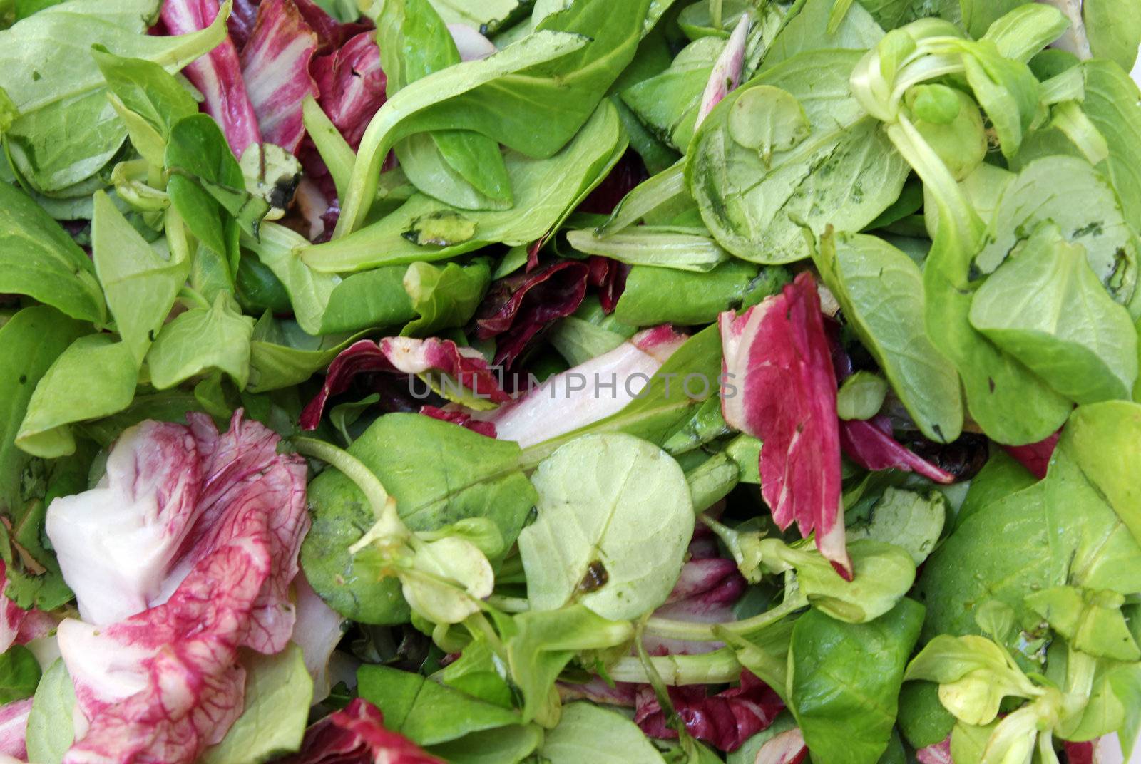 mix of healthy green and red salad leaves 