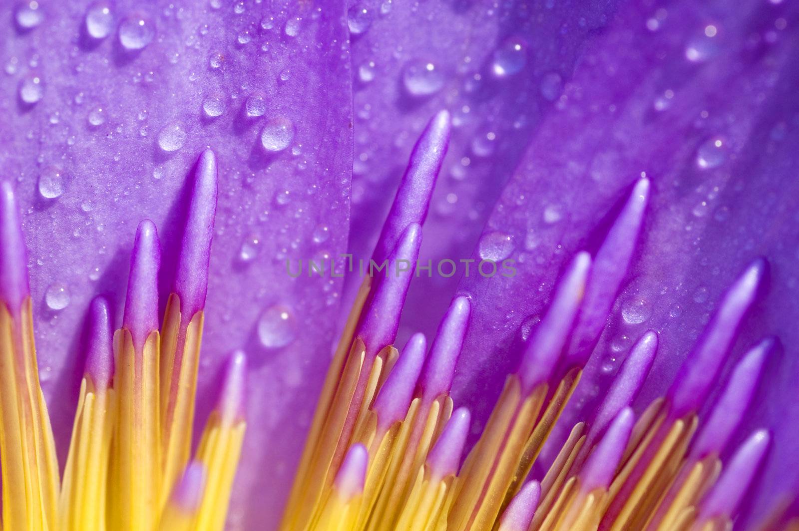 Close up of purple water lily 