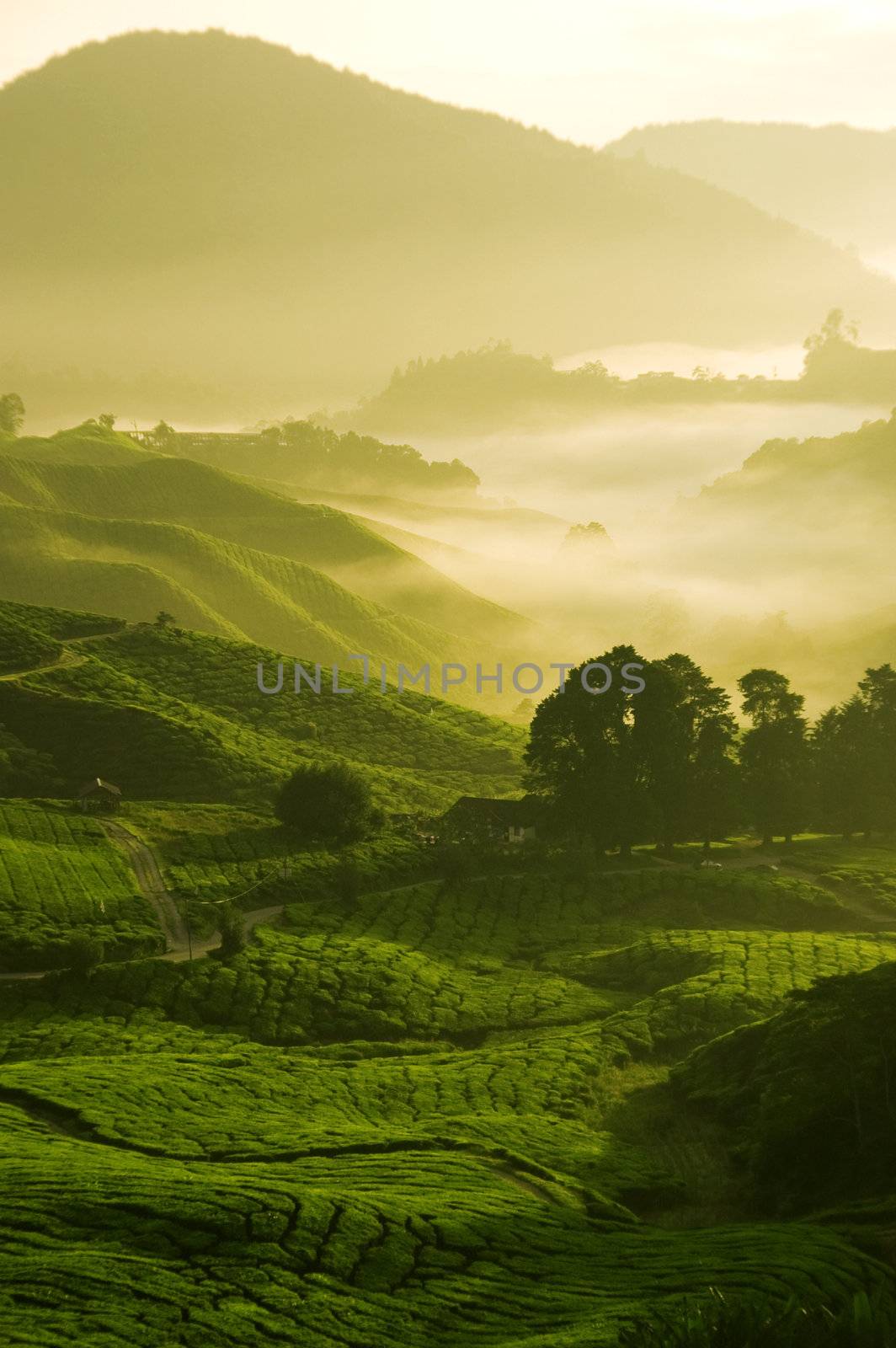 misty morning in tea farm at Cameron Highland Malaysia 