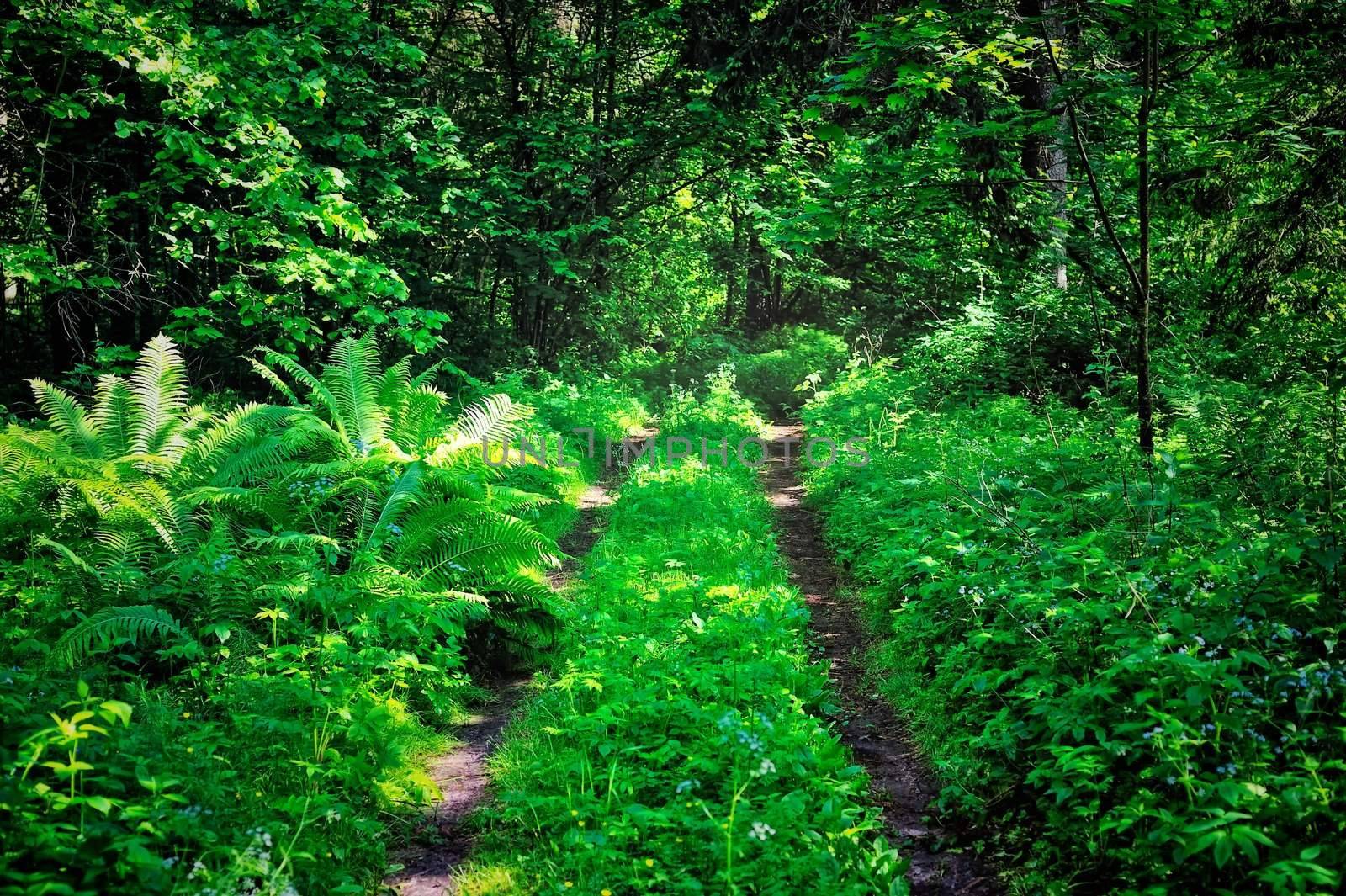 Forest path in the dense thickets of plants