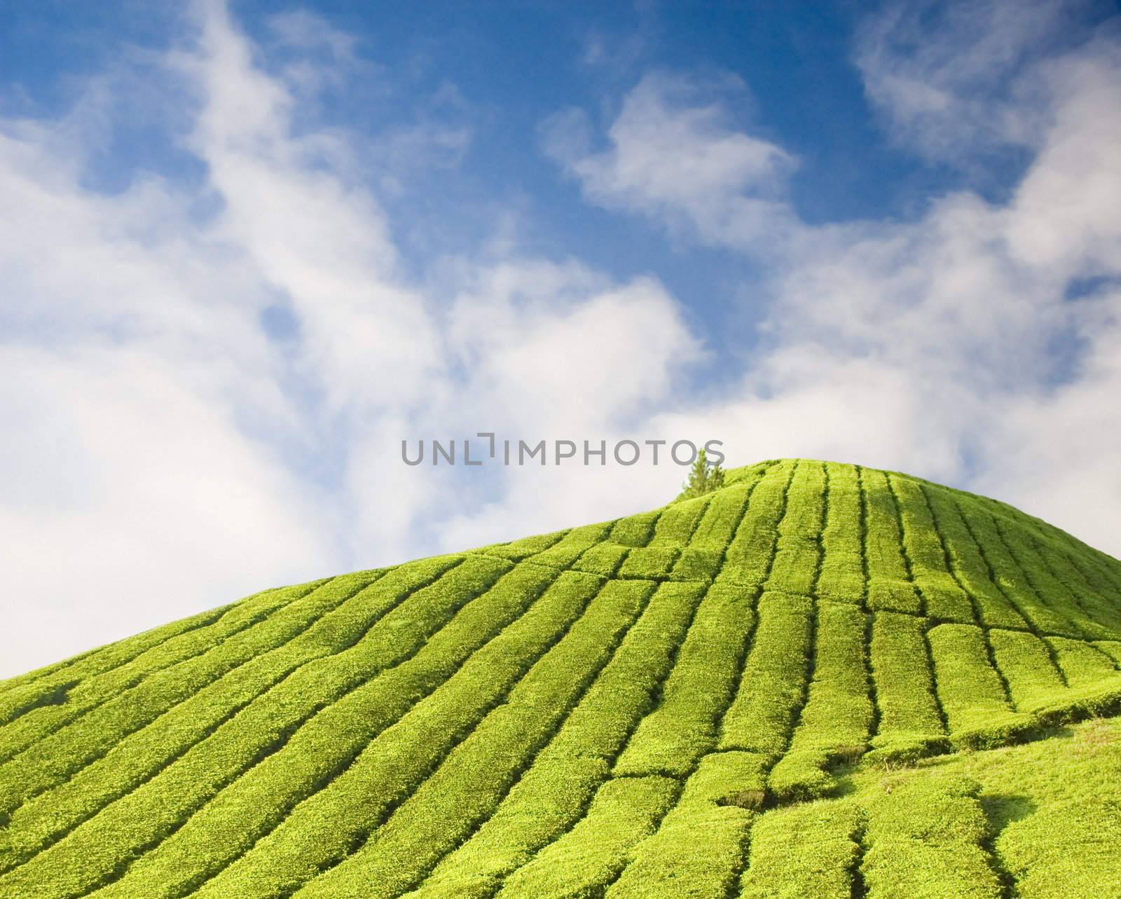 Tea plantation at Cameron Highland Malaysia 