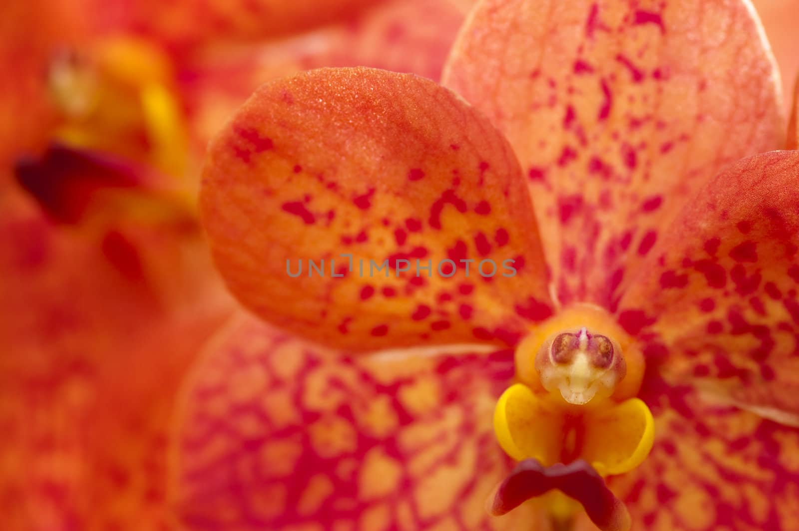 Macro on a Orange Orchid, focus on stigma.