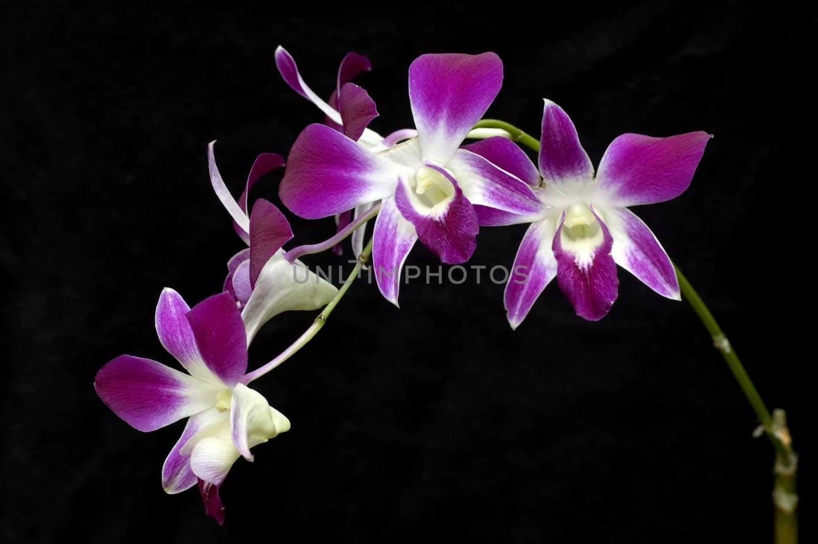 orchid  by szefei