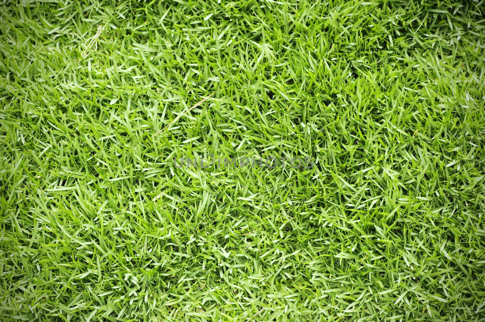 Green grass background  by szefei