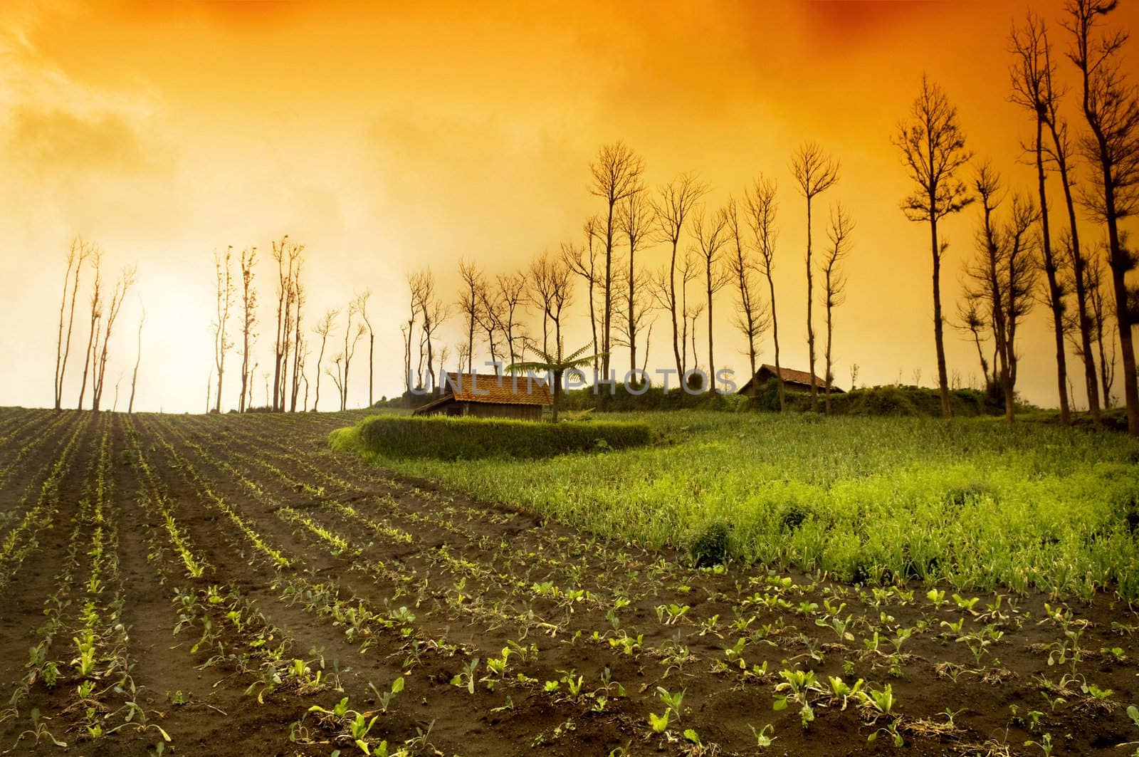 Fresh Farmland Sunrise in Asia Country