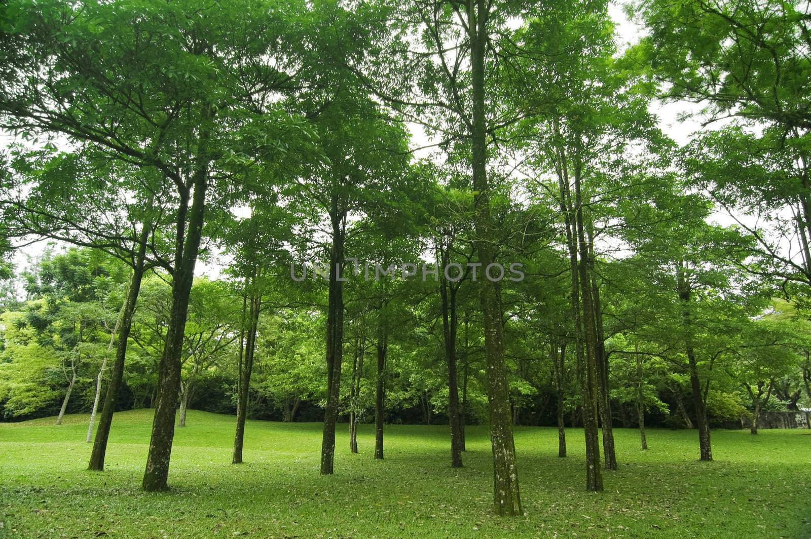 green forest 
 by szefei