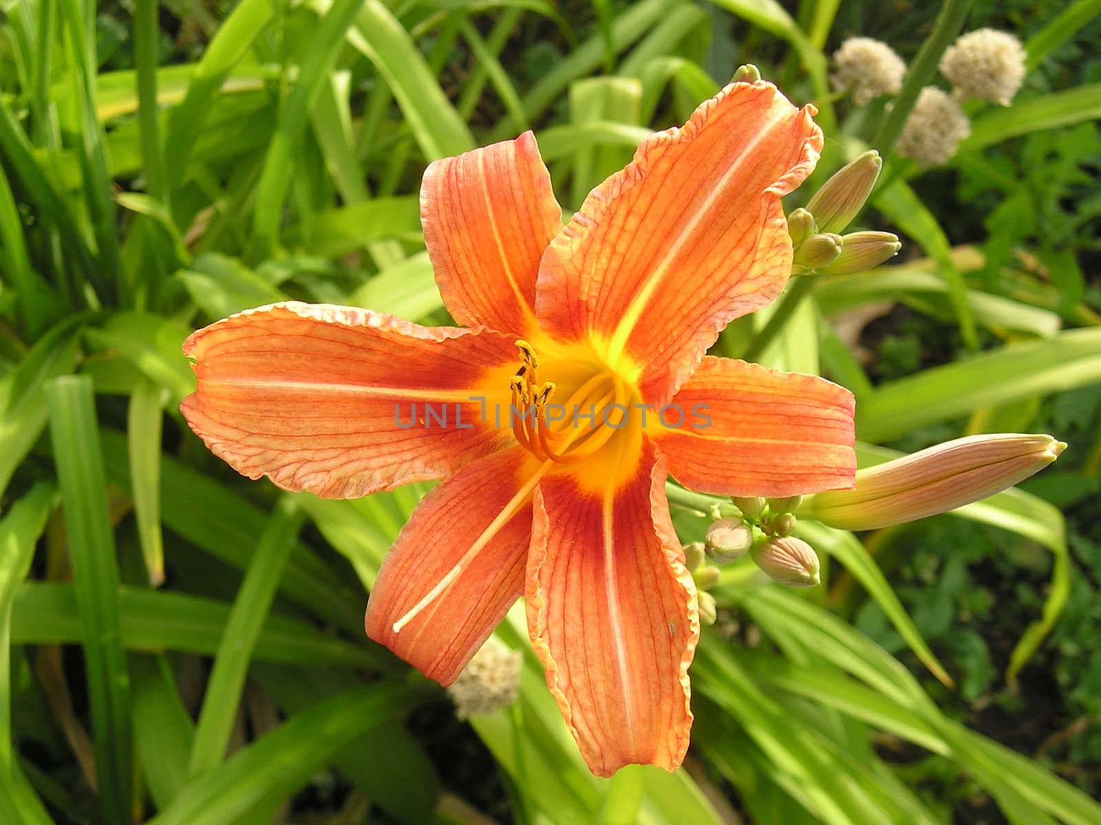 delicate orange flower in bud stage