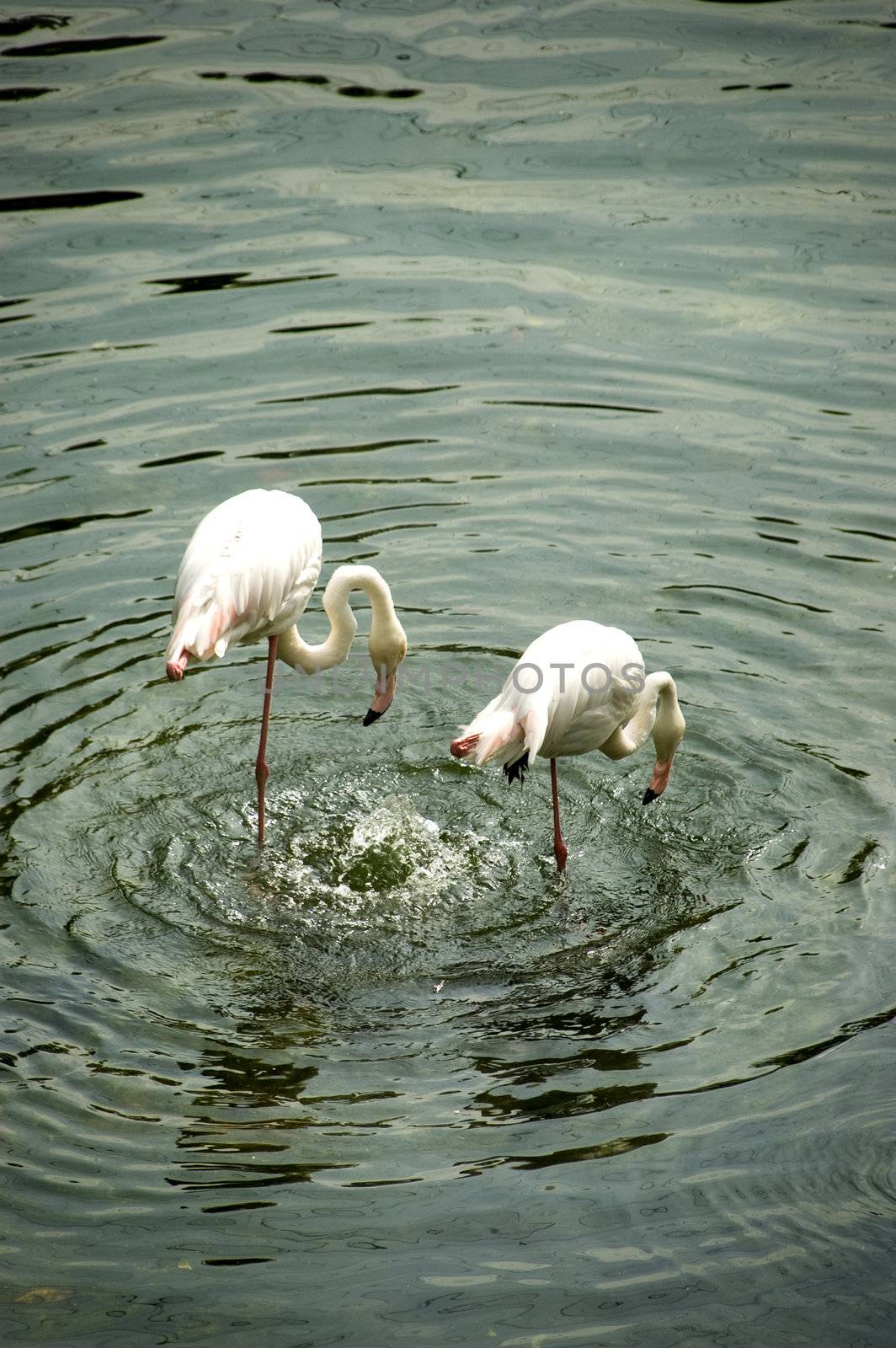 Flamingos. by szefei