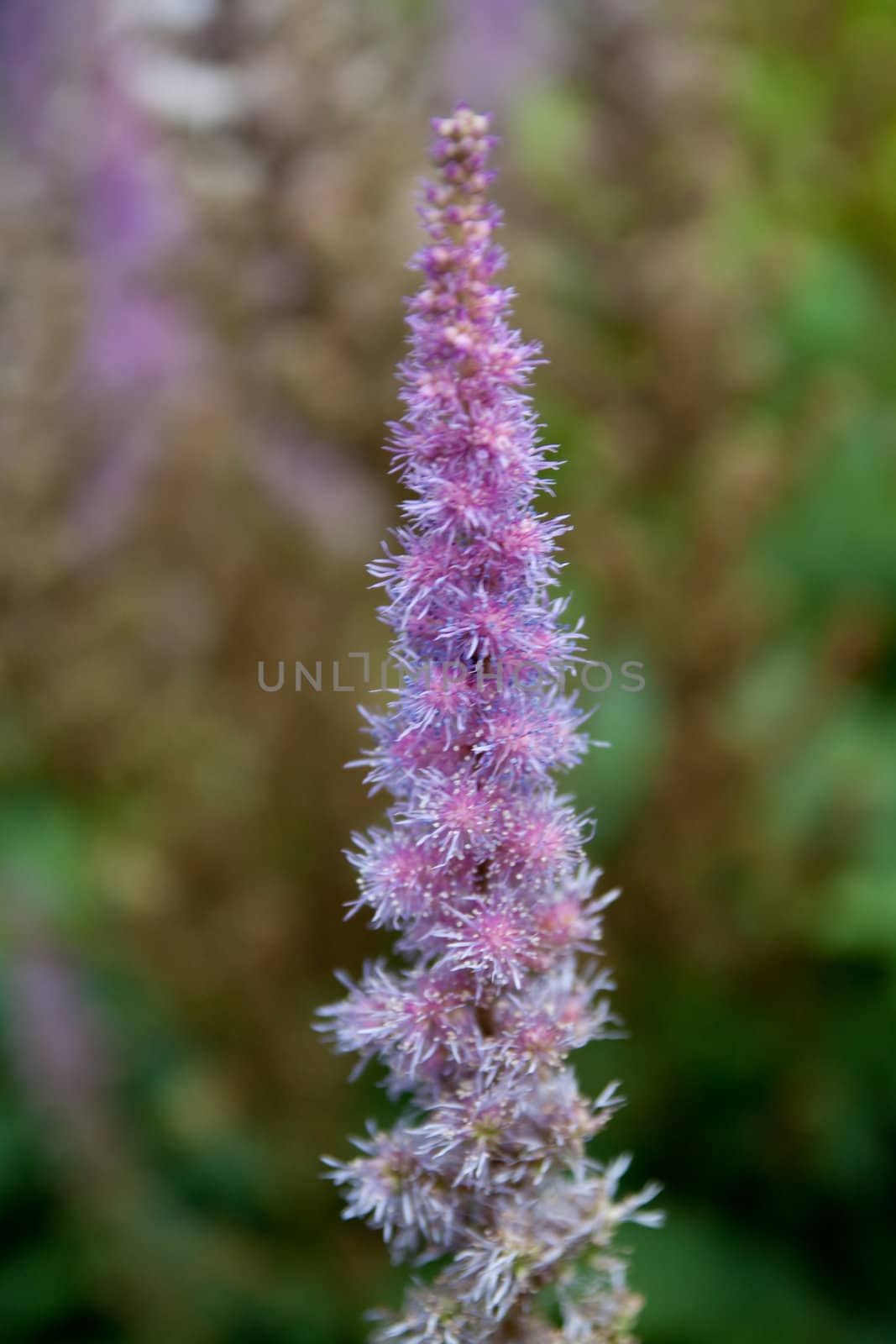 detailed macro shot of flower astilbe chinensis