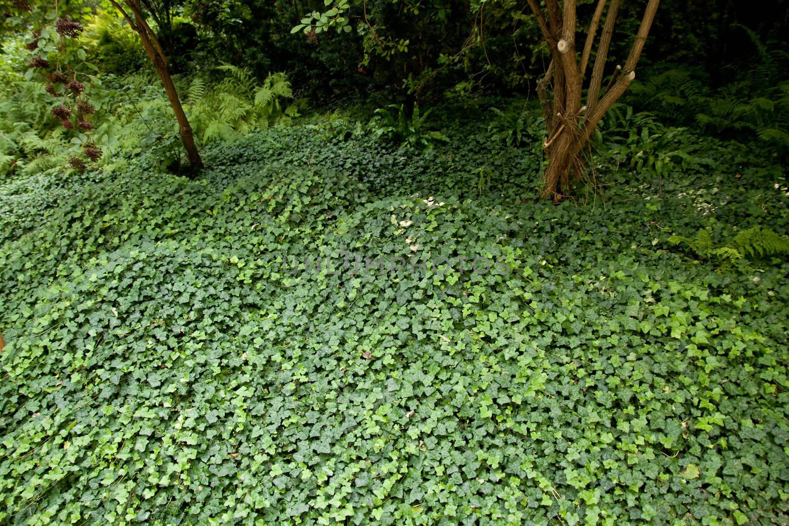 floor made of small green plants growing in forest