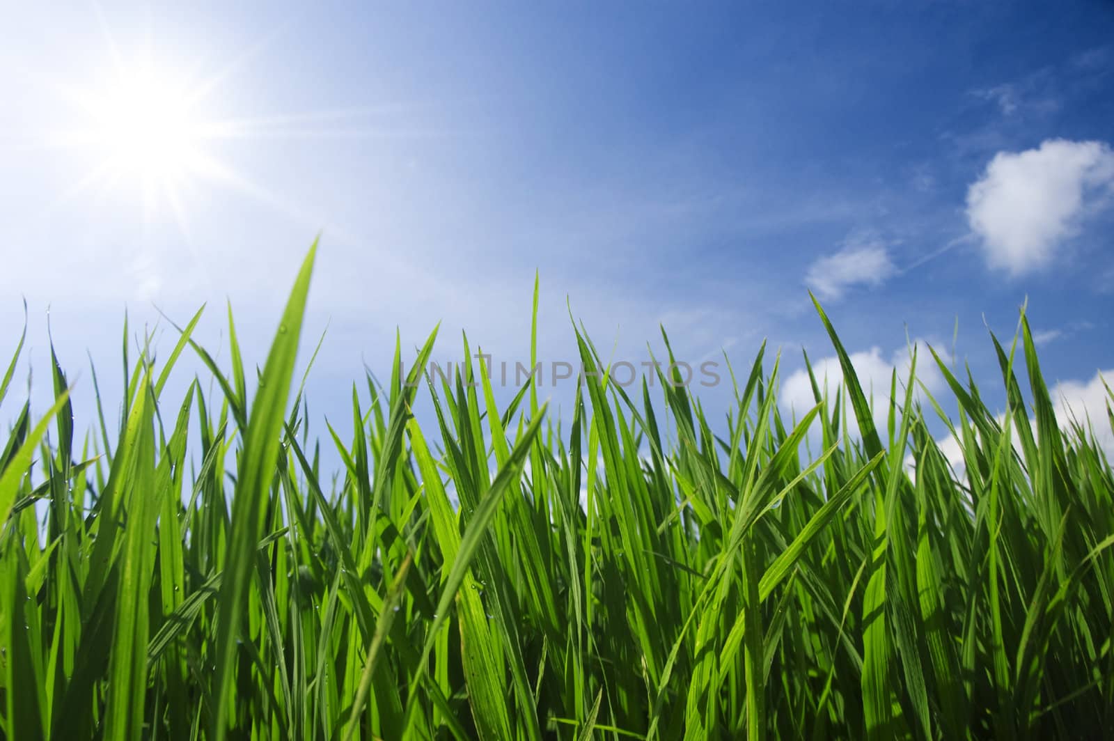 green grass and sky 
