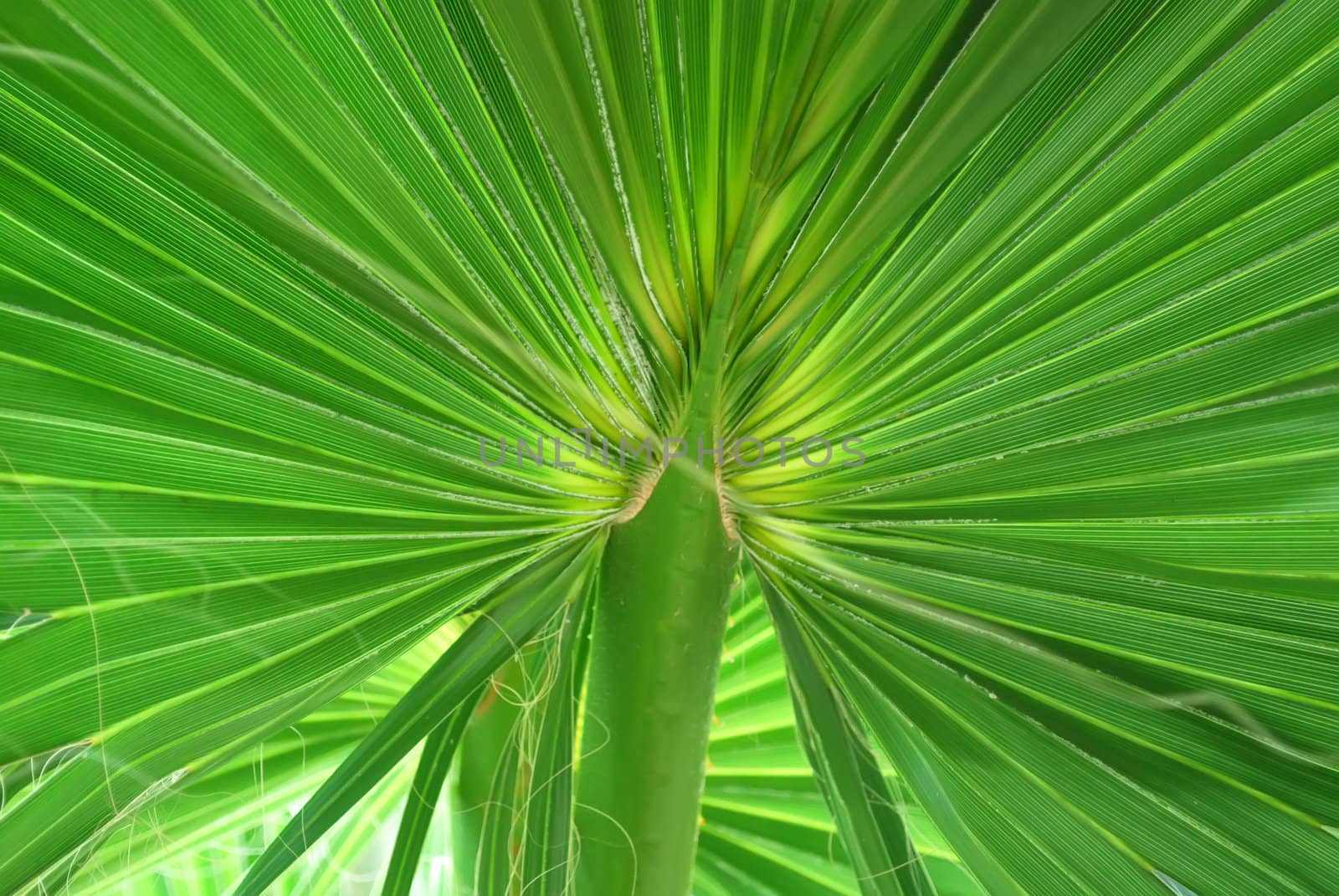 Green Exotic Tropical Leaf Close-up Texture (Background)