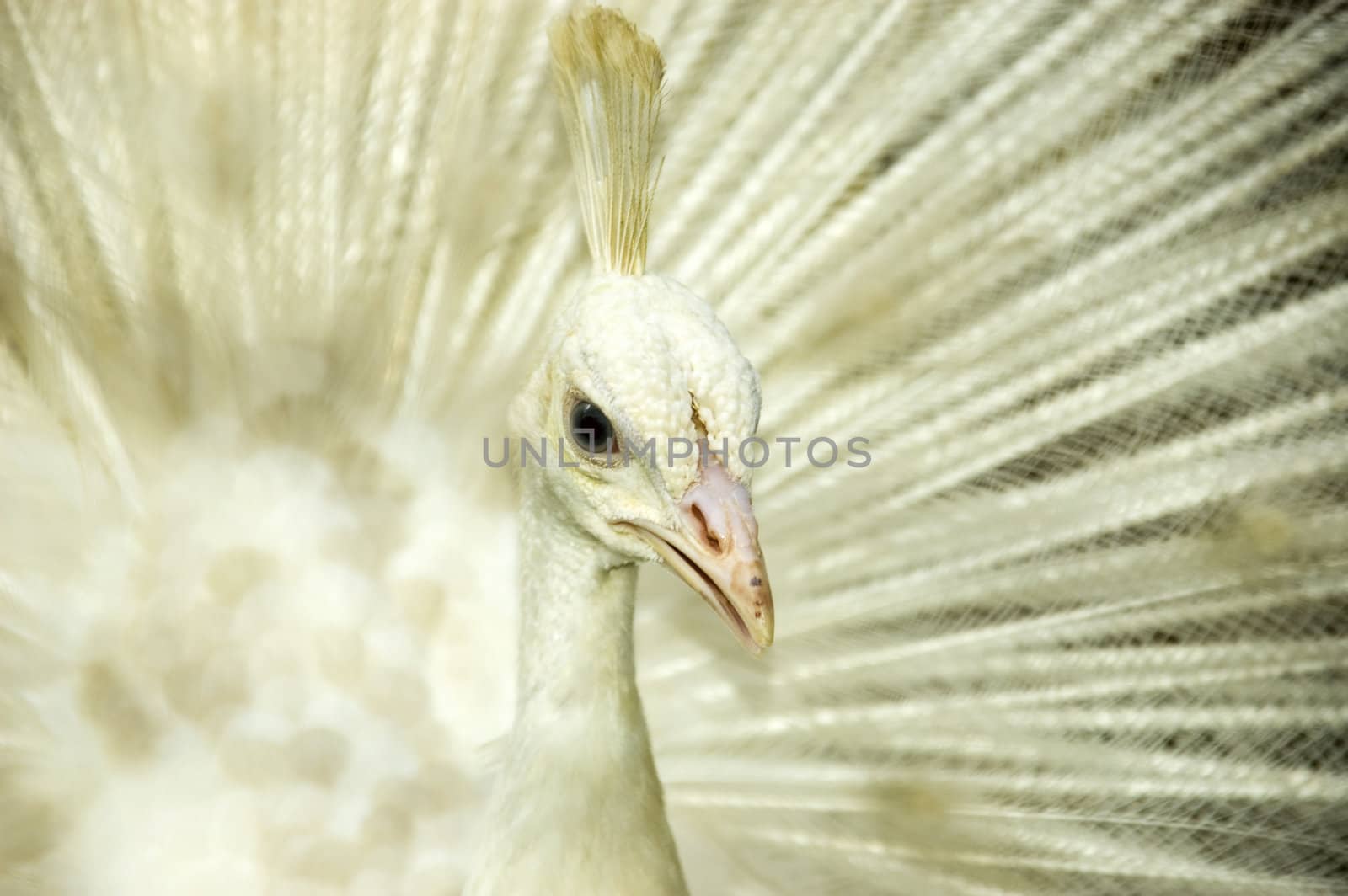 White peacock. Origin from India and Sri Lanka.