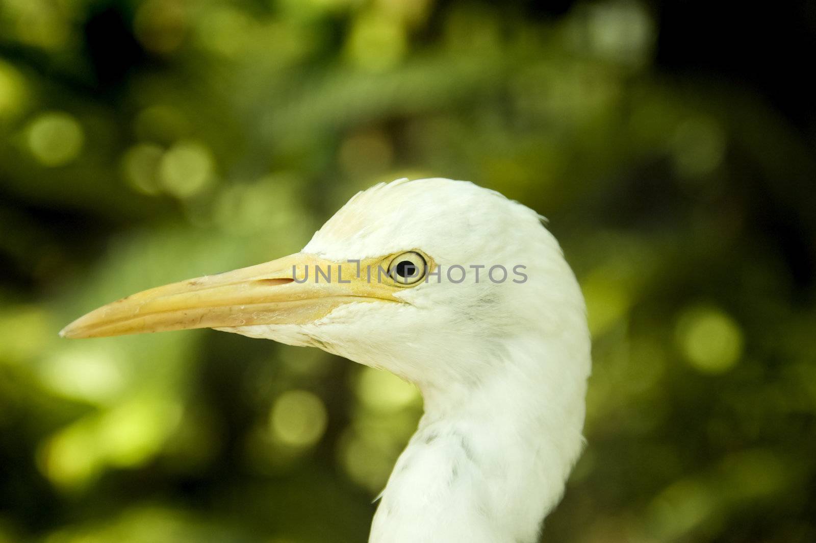 Close up on egret head.