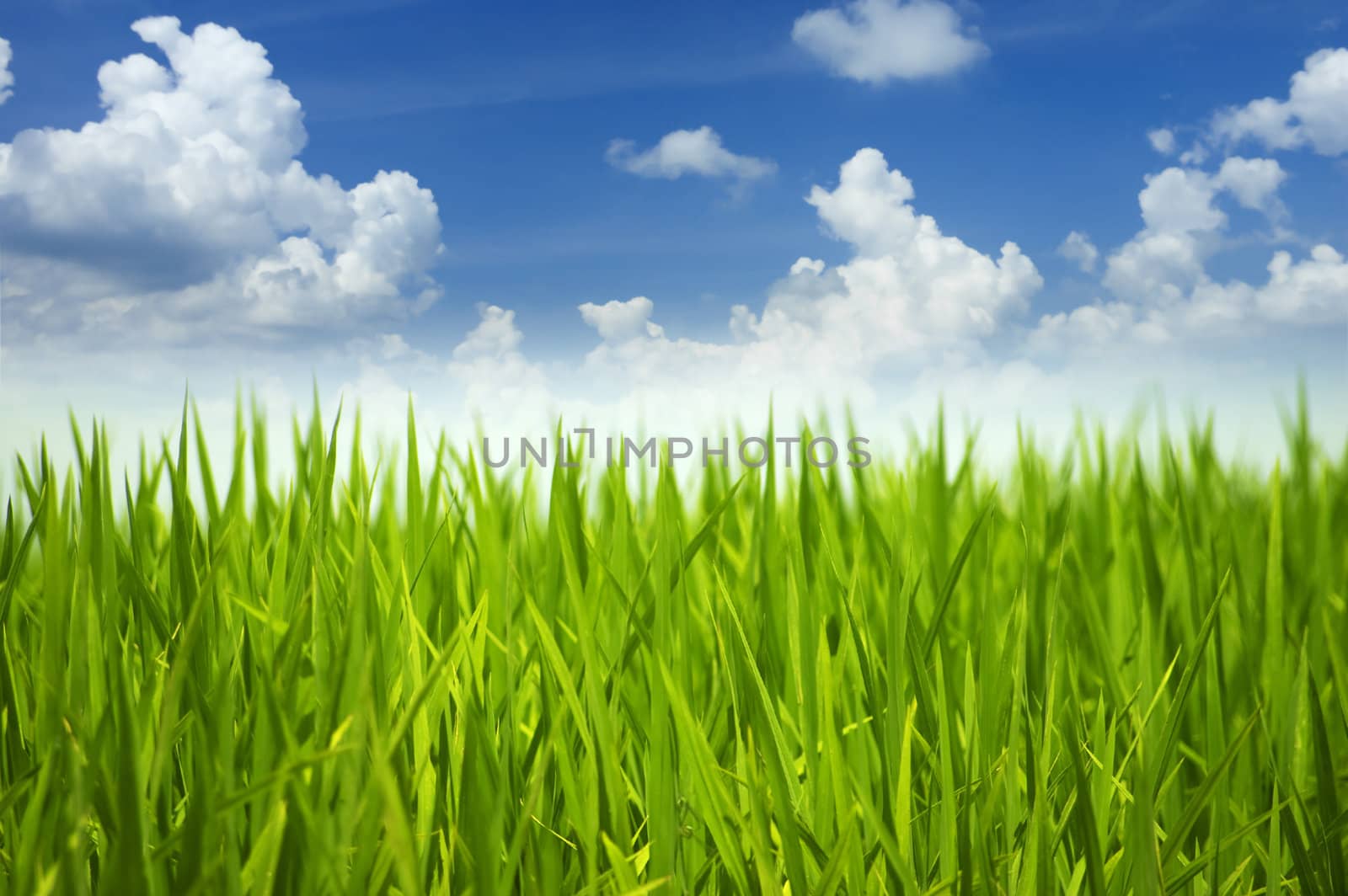 Green grass and sky. by szefei