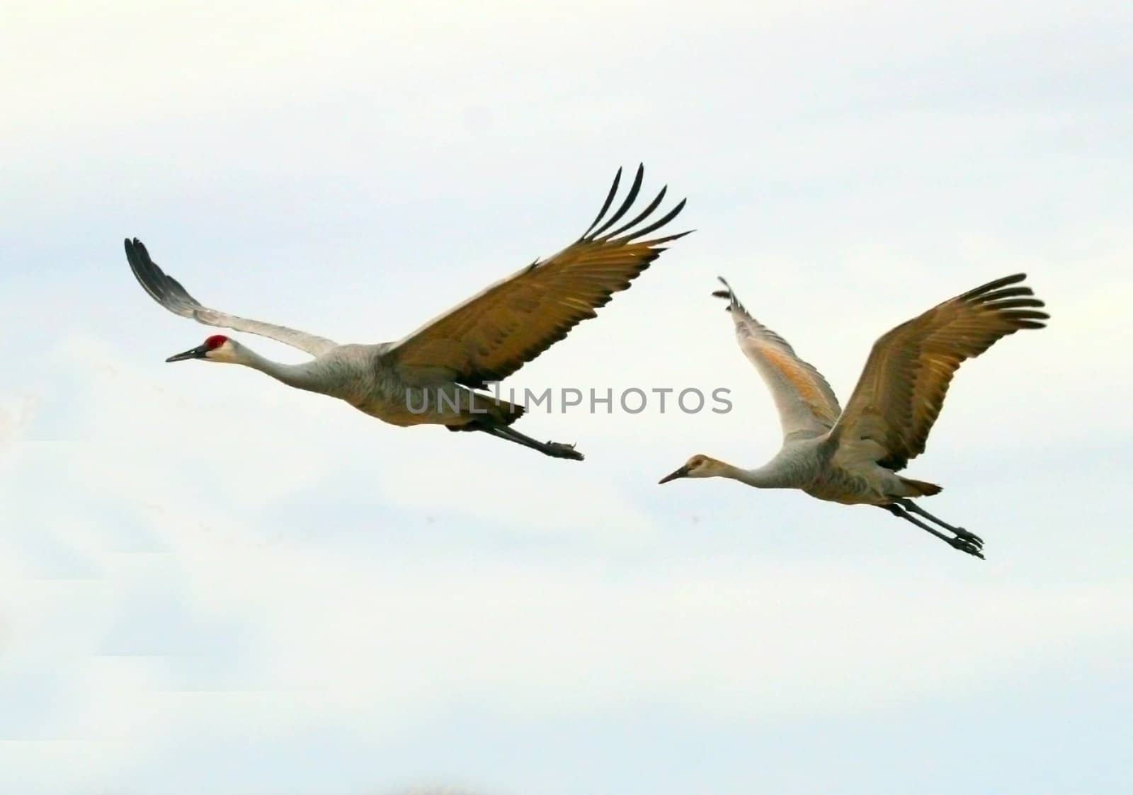 Sandhill Cranes Flying by Auldwhispers
