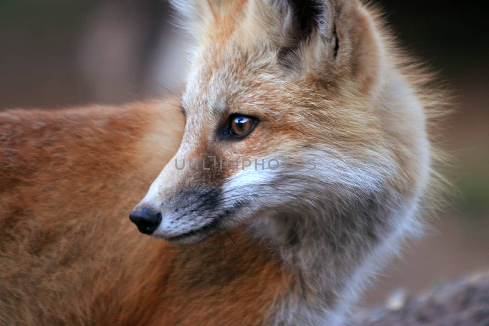 Close-up portrait of red fox kit (Vulpes vulpes)