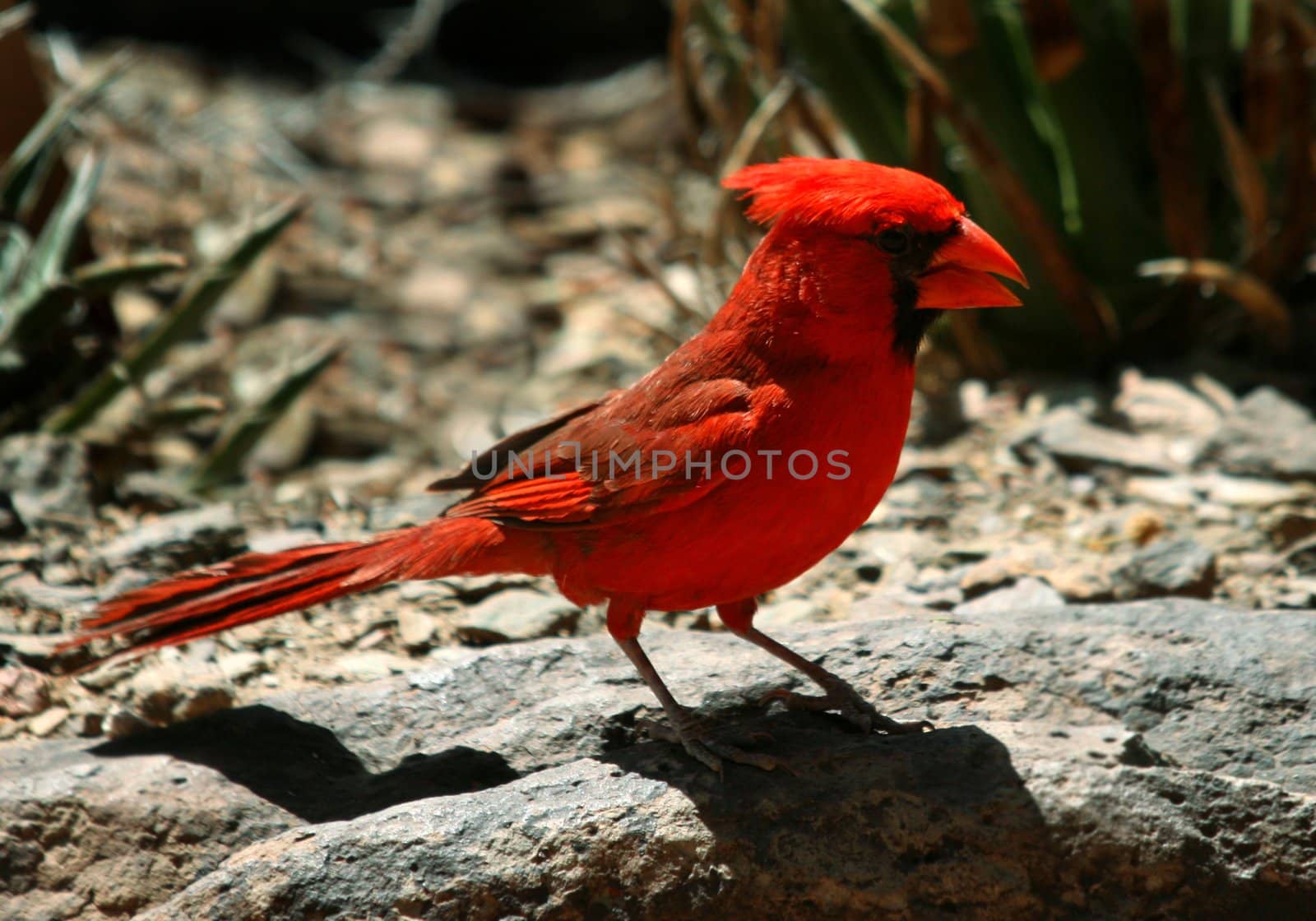 Bright red Northern Cardinal (Cardinalis cardinalis) is native to Arizona as well as many eastern and midwestern states.