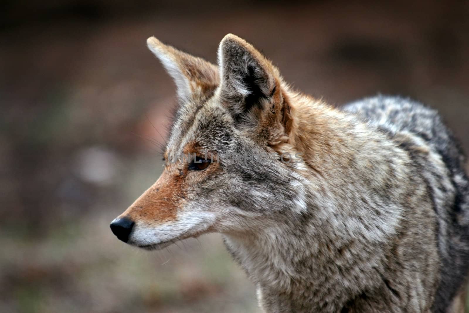 Coyote (Canis latrans) in the wildand showing little fear of humans