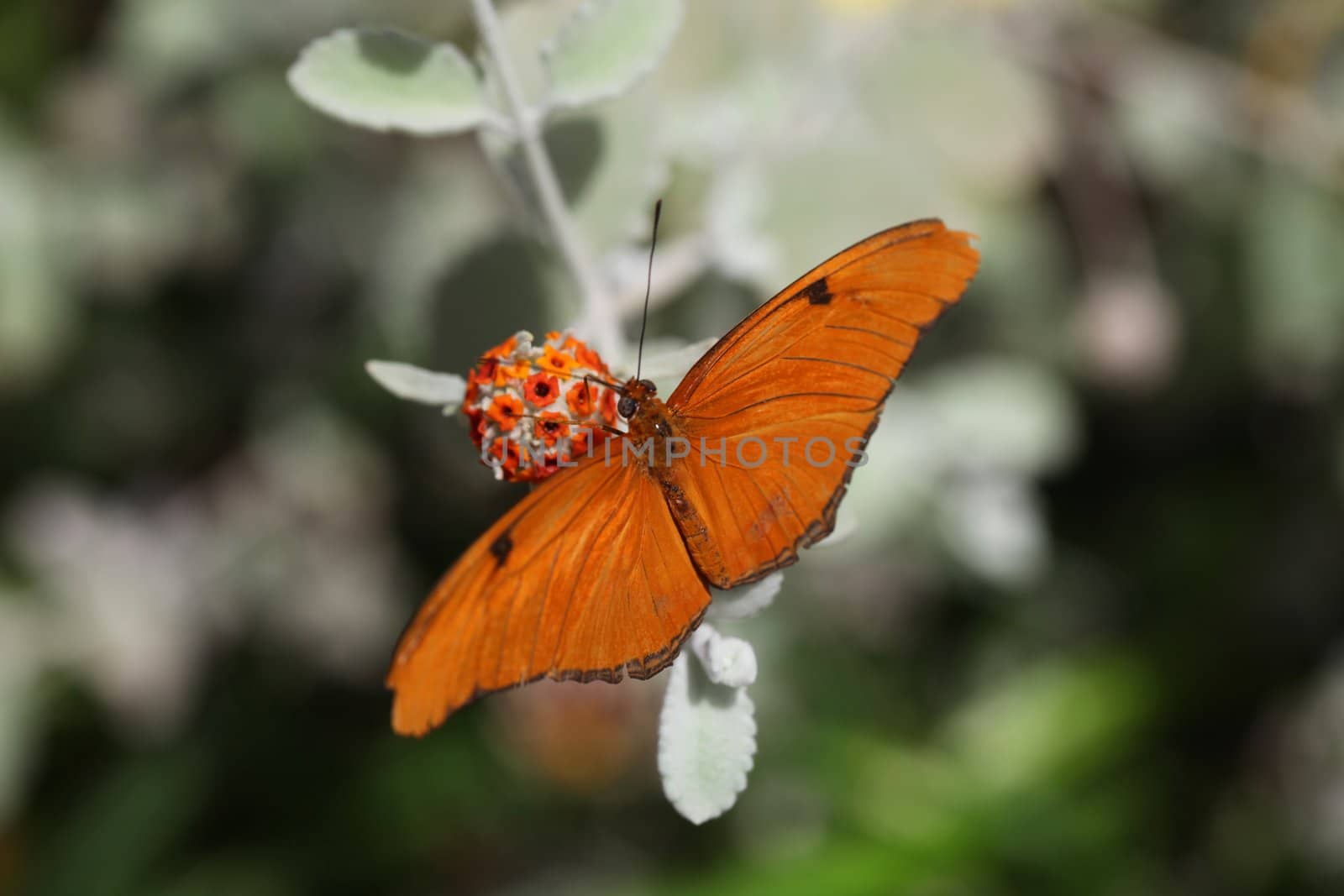 Orange butterfly (Julia Heliconian) on globe shaped flower pod