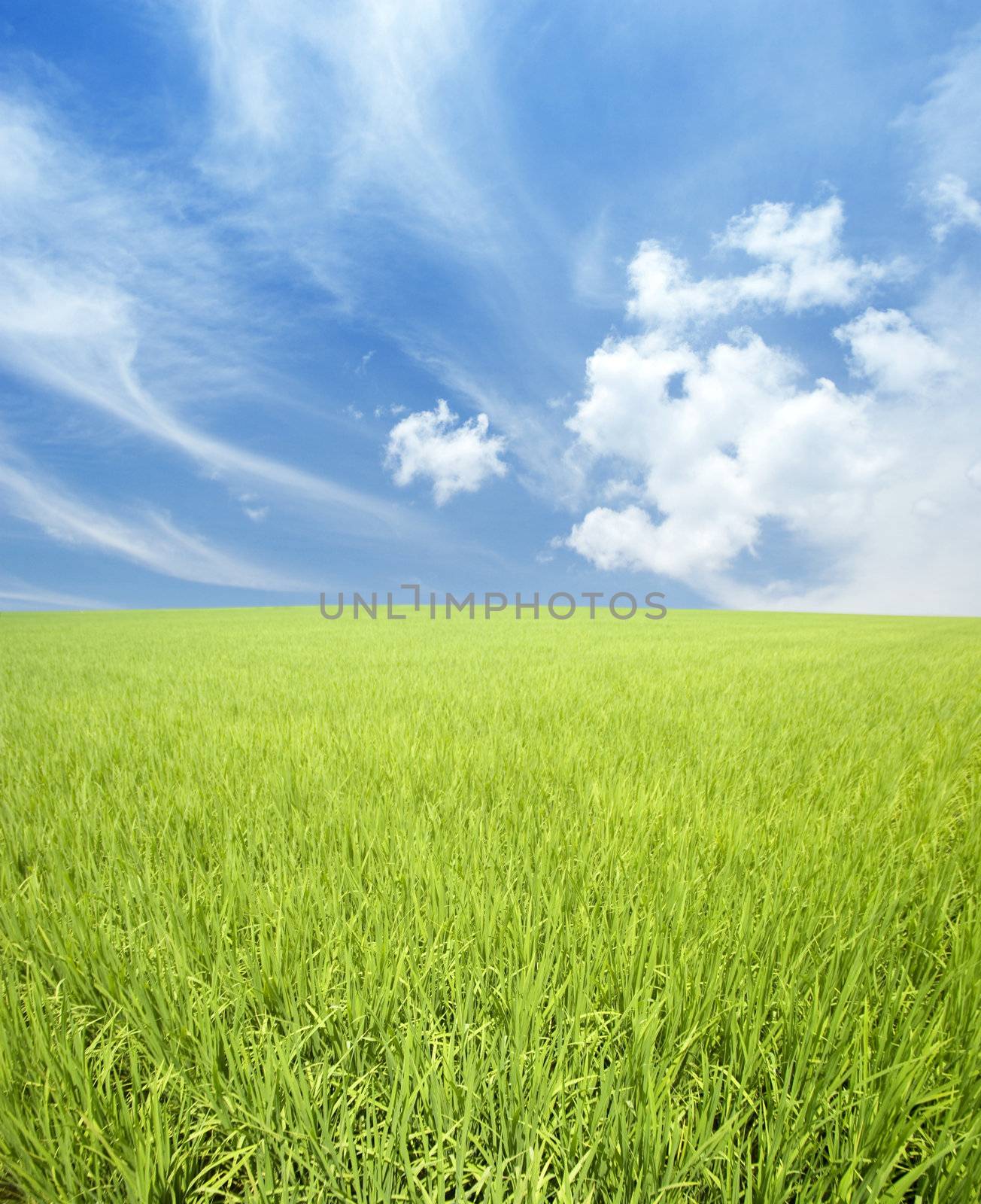 green field and sky  by szefei