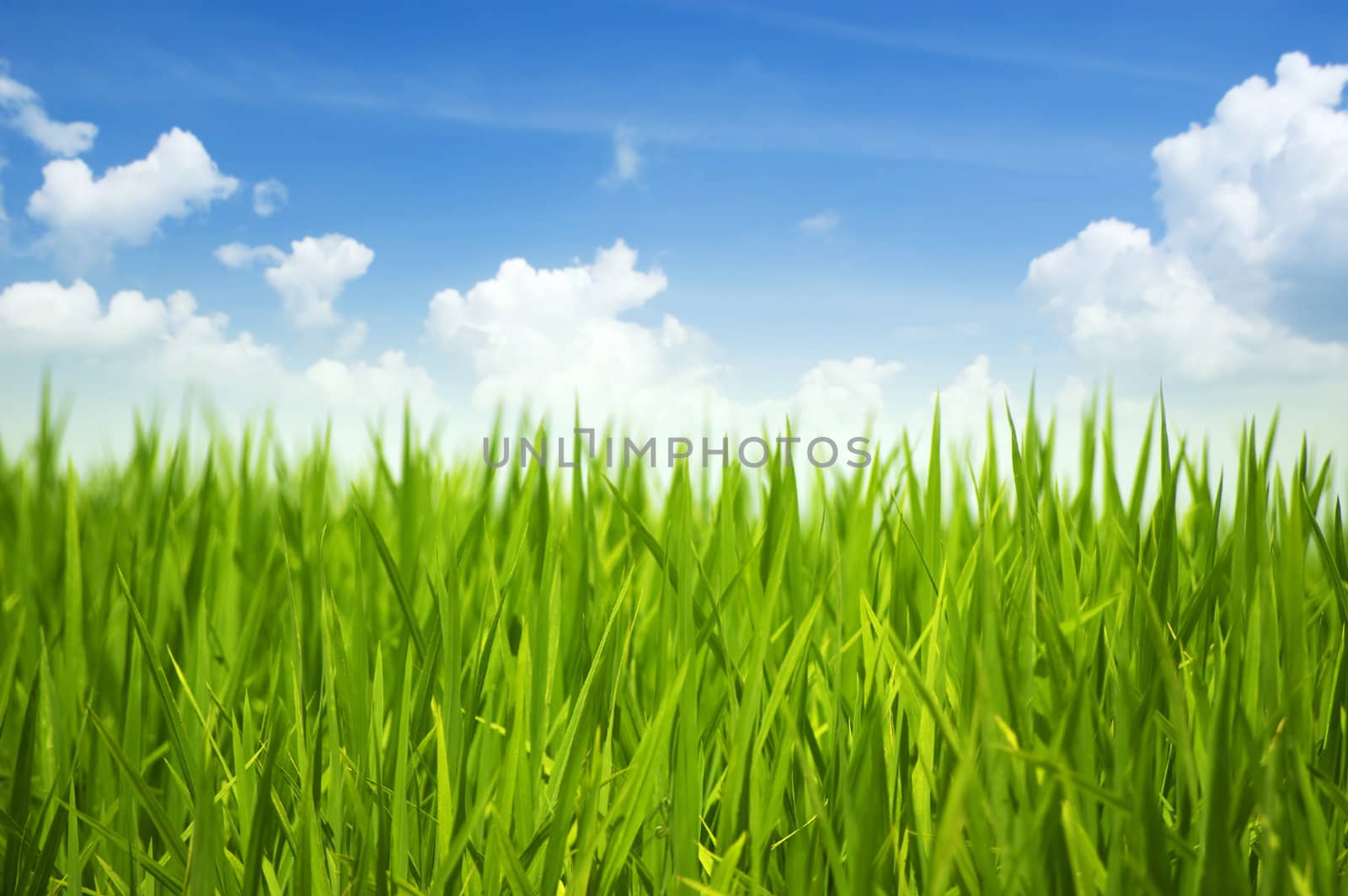 Green grass and sky by szefei