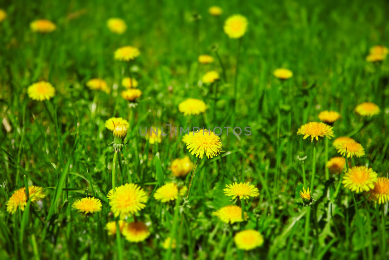 Dandelions bloom in spring field by pzaxe