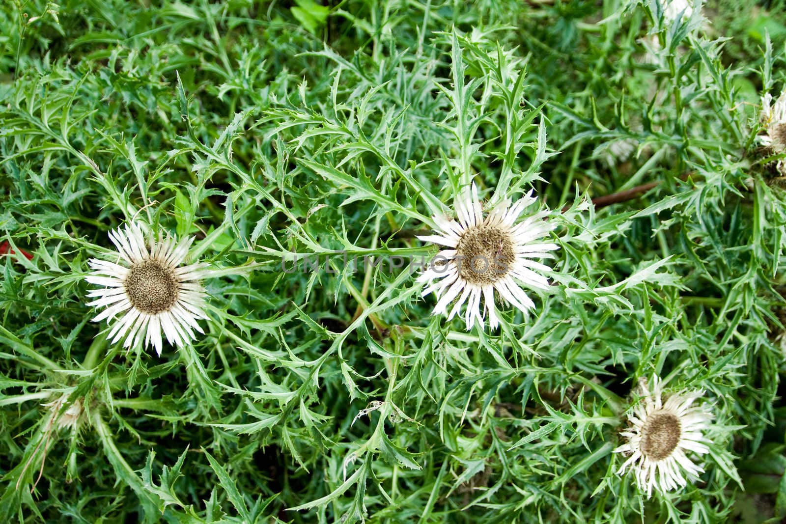 detailed shot of flower named carlina agrulis