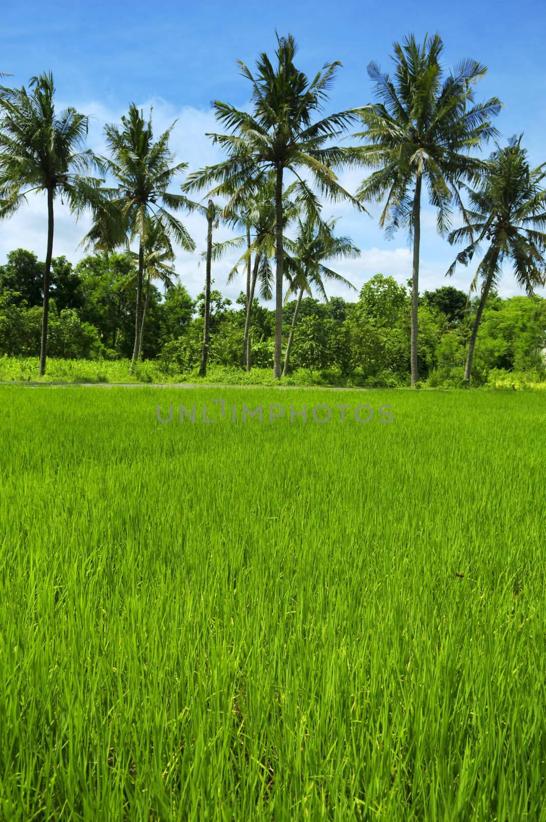 Rice field at Bali, Indonesia. Coconut tree as background.