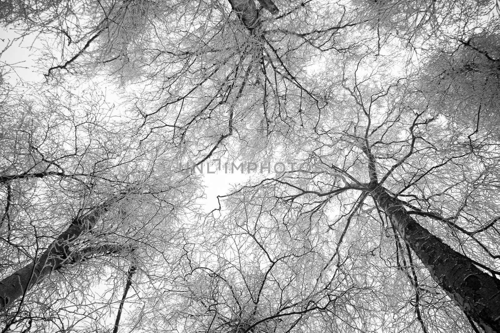 Standing between snowy trees looking to the sky - horizontal black and white image