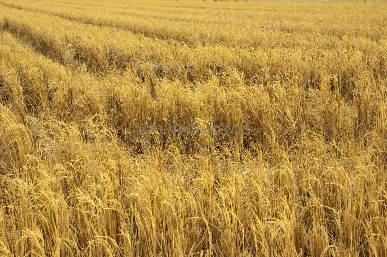 View of dried paddy rice field after harvesting.