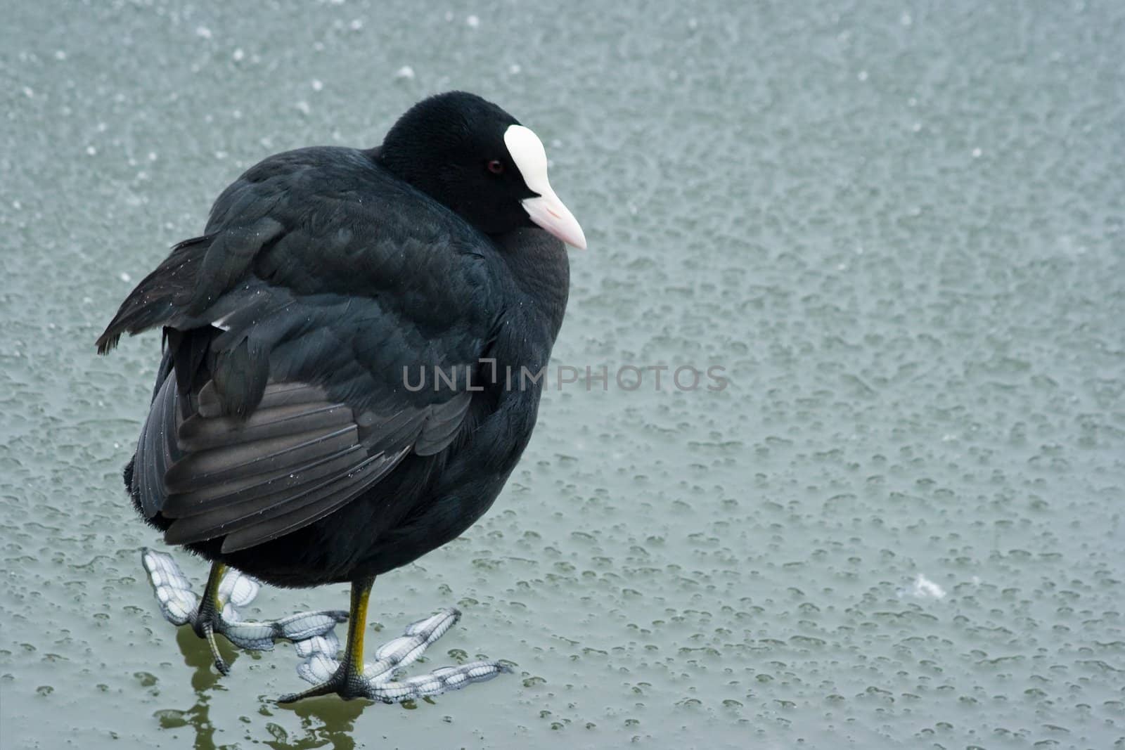 Coot unhappy and cold in winter and snow on melting ice 