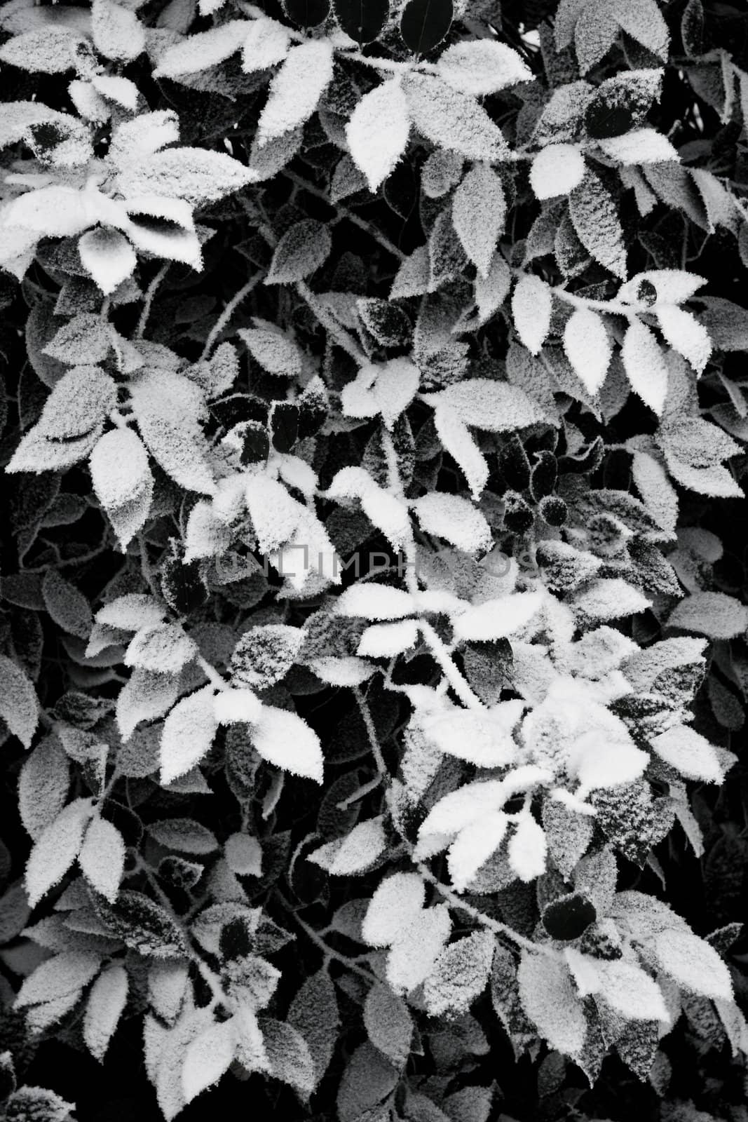 Leaves with snow in winter - black and white by Colette