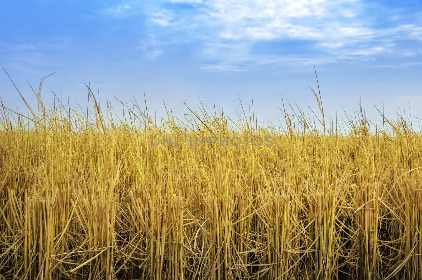 Paddy rice fields after harvesting 