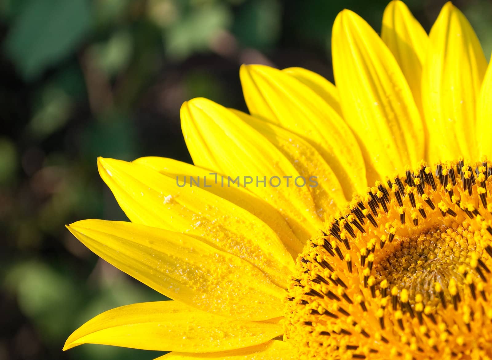 Bright sunflower by satinka
